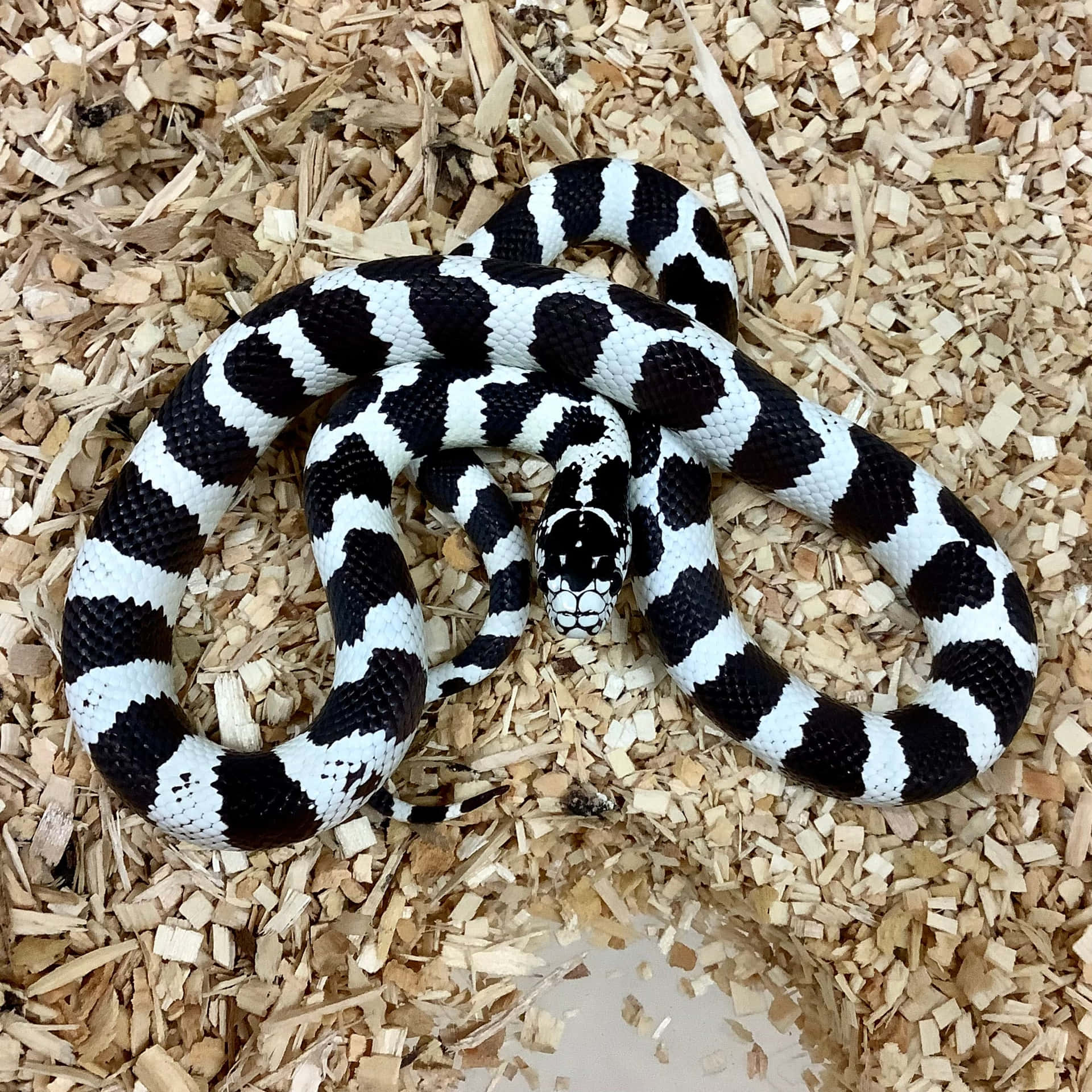 The brilliant colors of a majestic king snake.