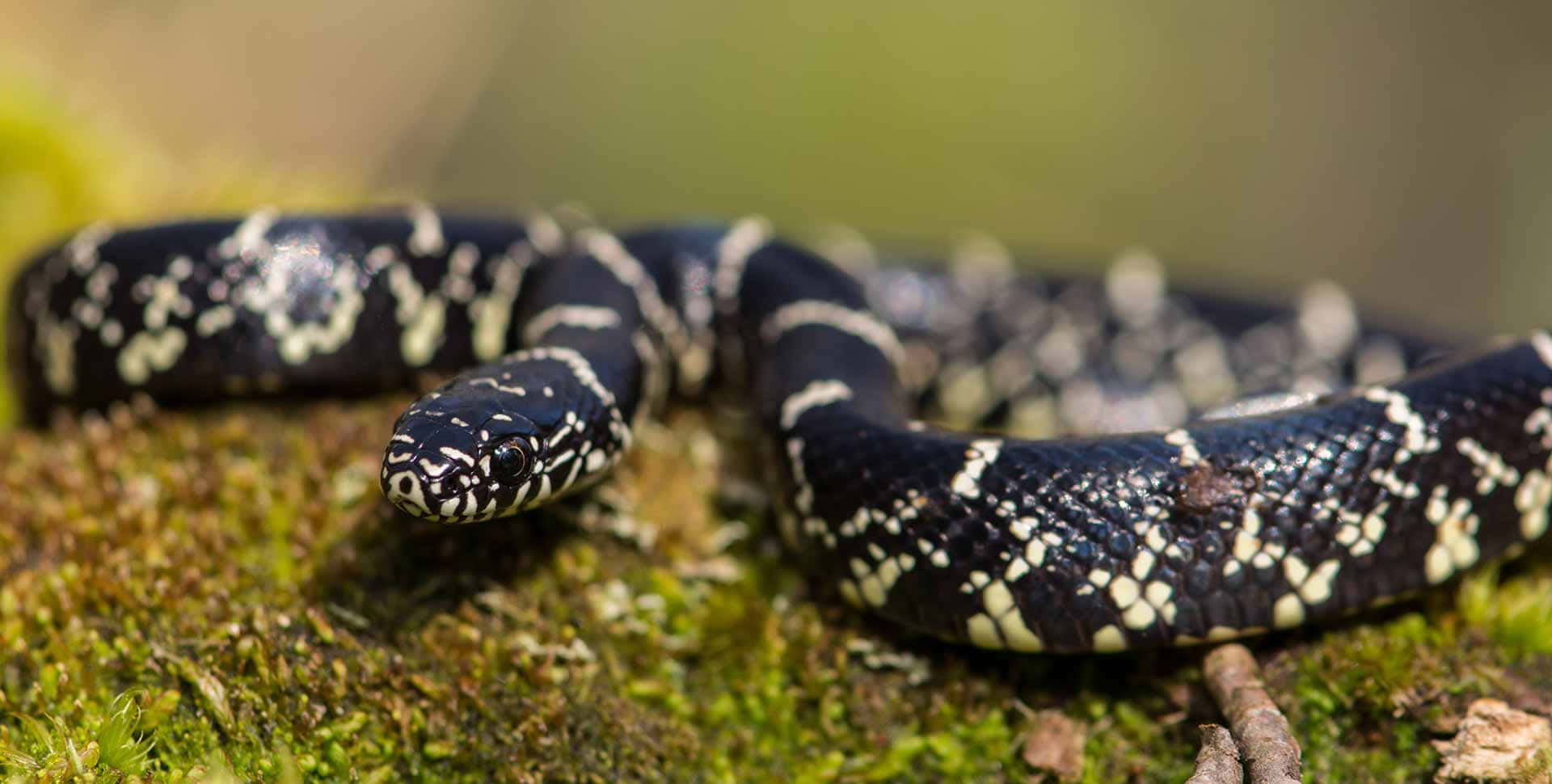 Closeup of a Majestic King Snake