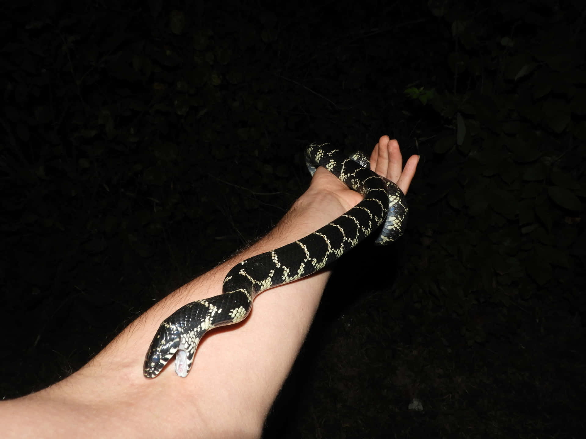 En sort og hvid slange er holdt i en persons hånd.