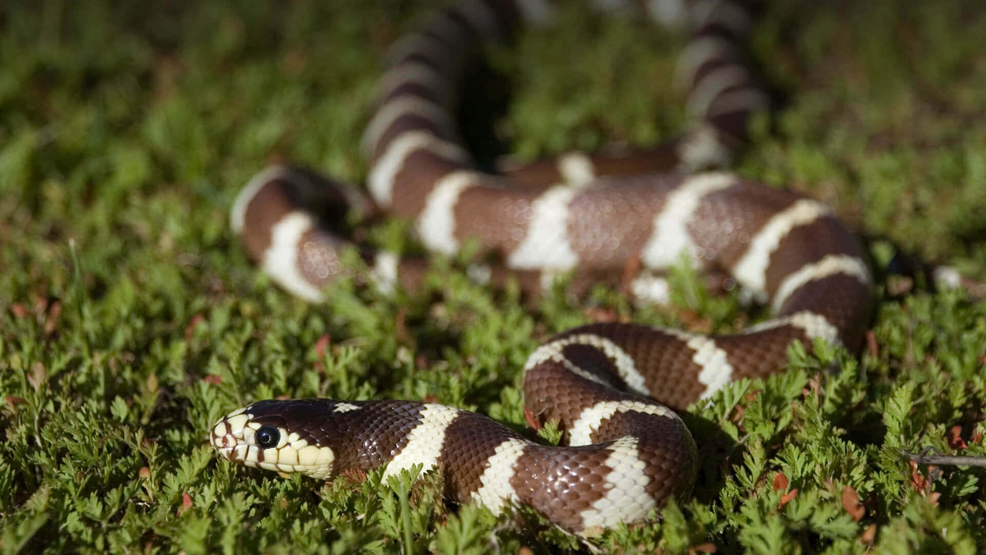 A Colorful King Snake Slithering in the Grass