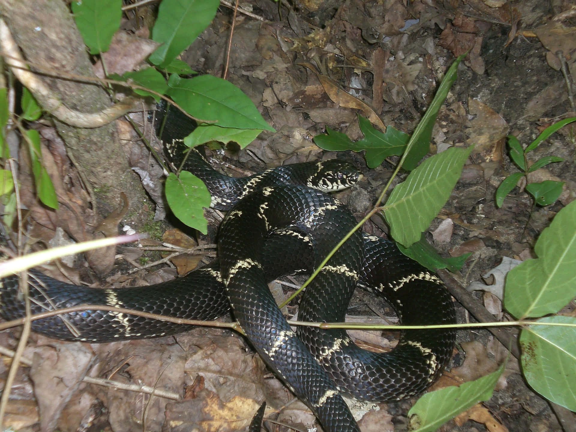 A vibrant and colorful king snake with distinctive yellow markings