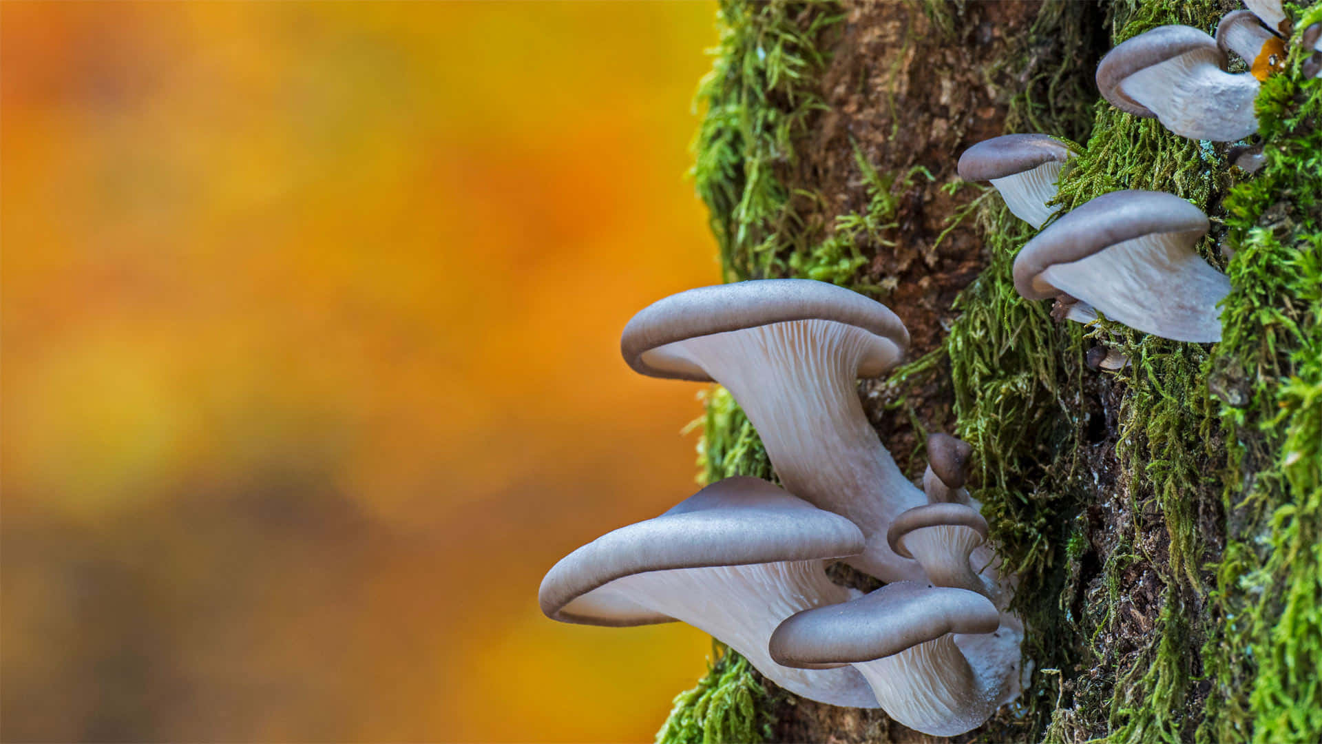 King Trumpet Mushroom Fungus On Mossy Branch Wallpaper