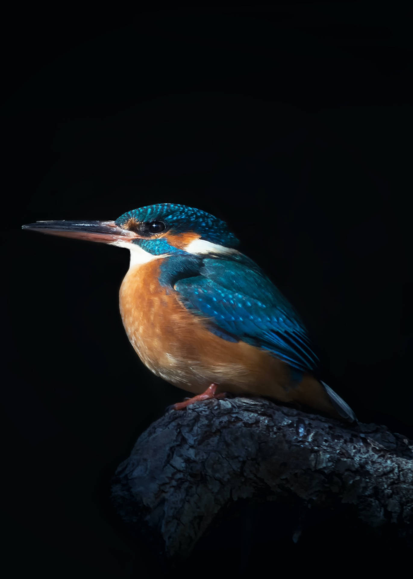 Kingfisher Bird Side Profile Wallpaper