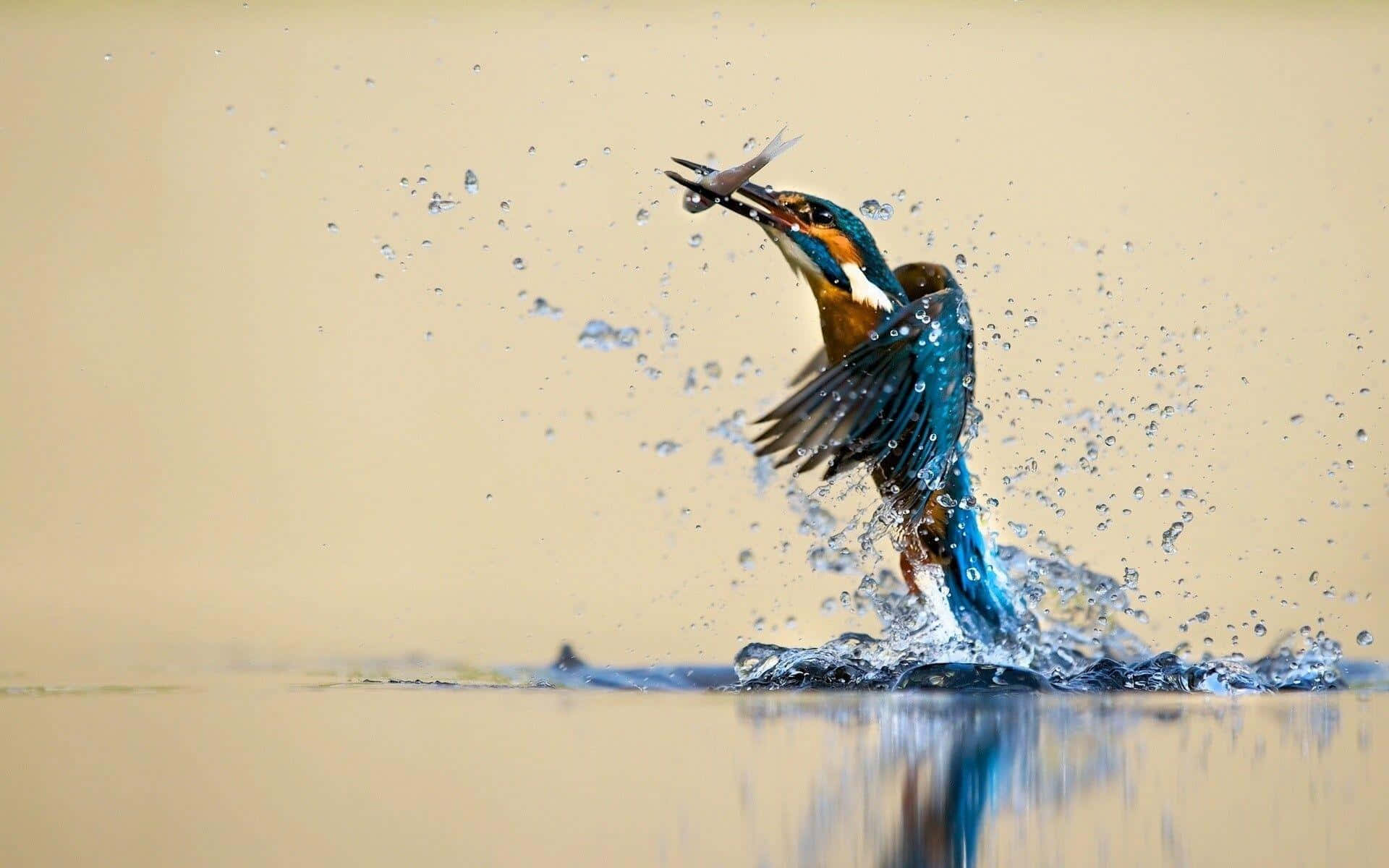 Kingfisher Catching Fish Dynamic Water Splash Wallpaper