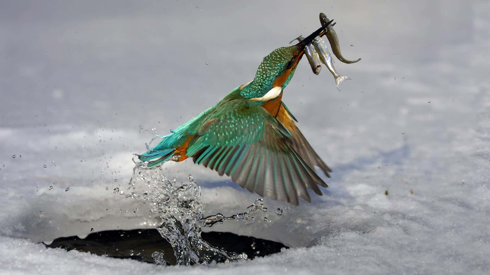 Kingfisher Catching Fish In Winter Wallpaper