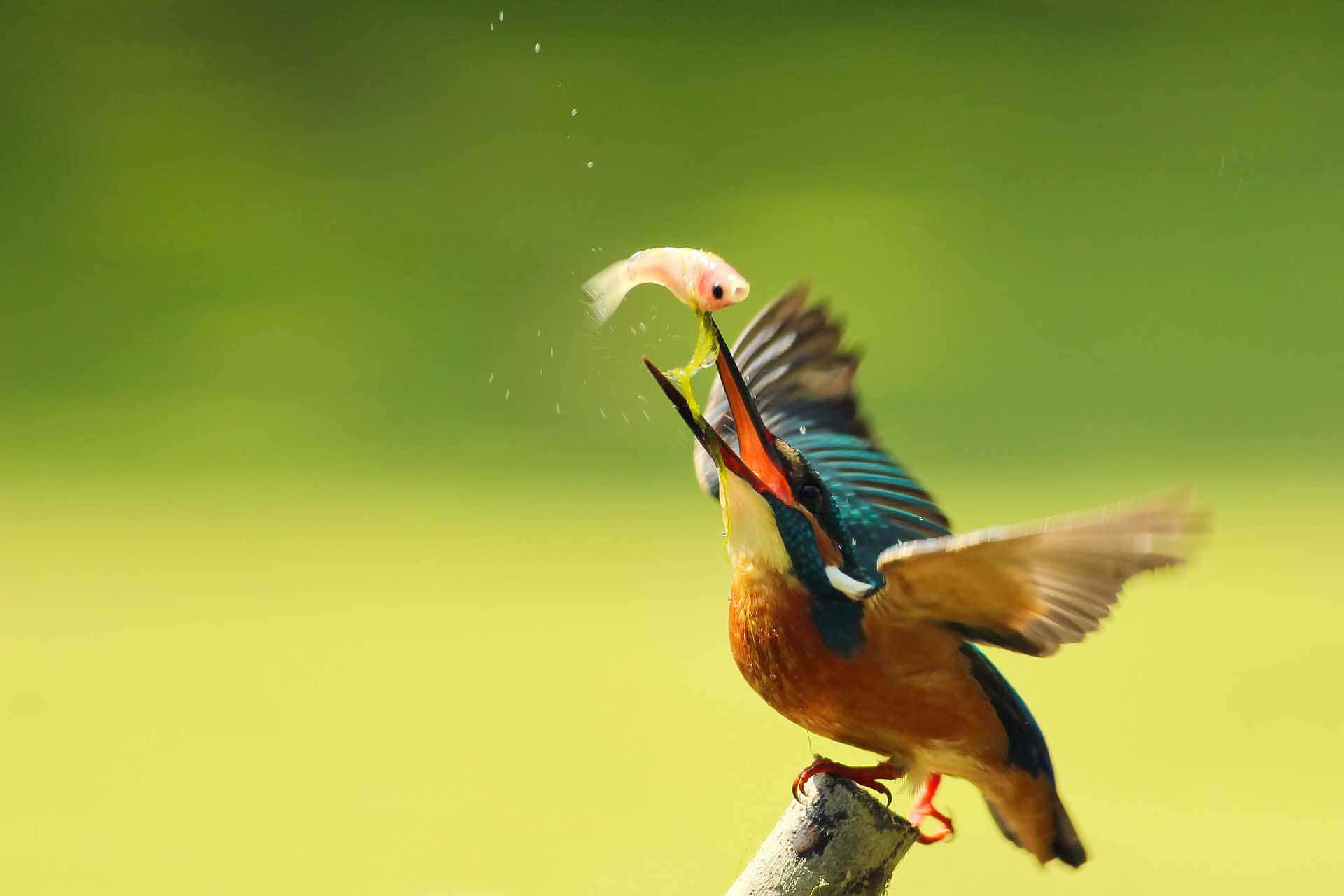 Kingfisher Catching Fish Mid Flight Wallpaper