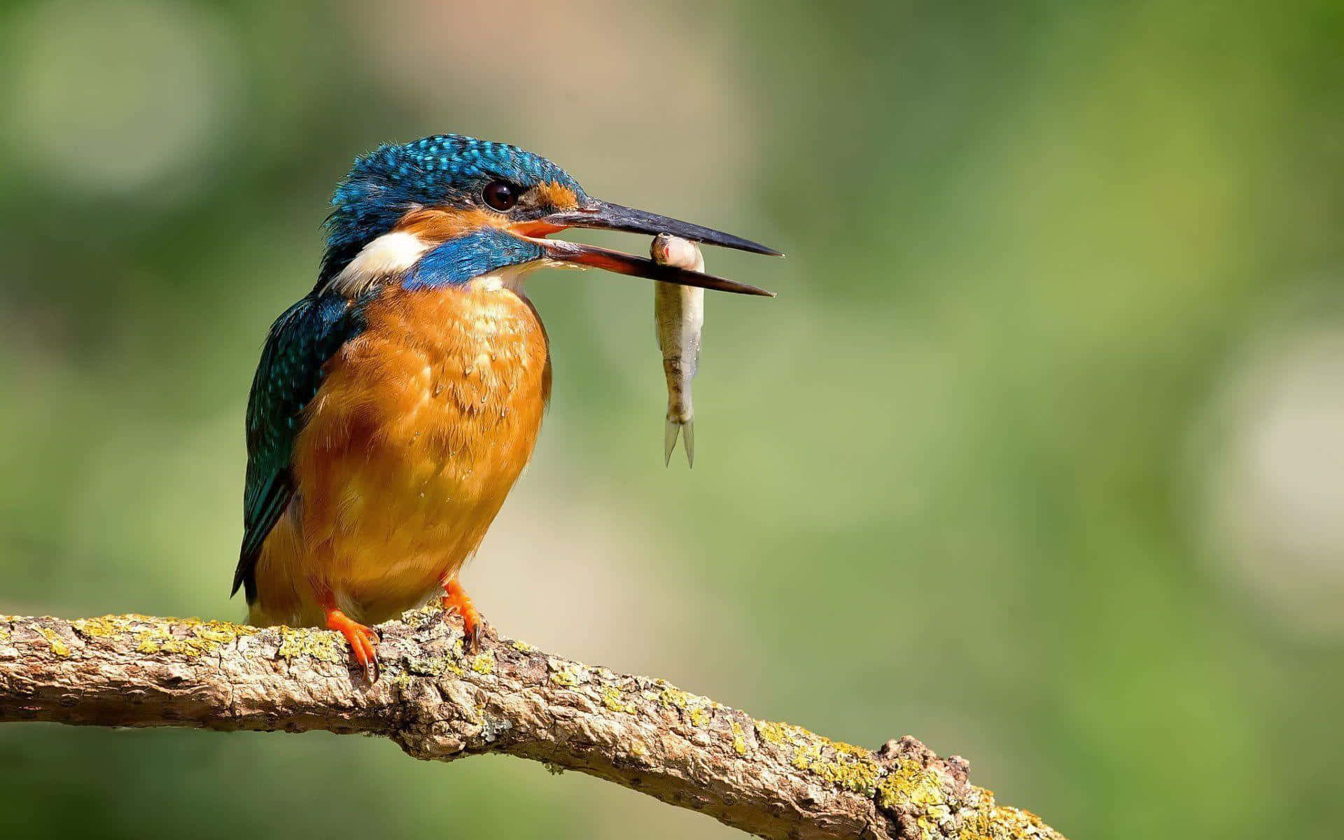 Kingfisher Catching Fish Nature Photography Wallpaper