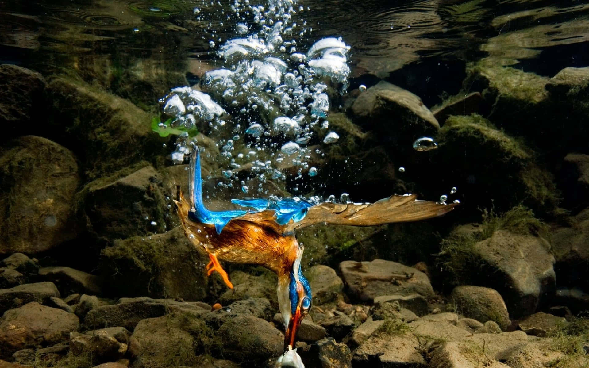 Kingfisher Diving Underwater Catch Wallpaper
