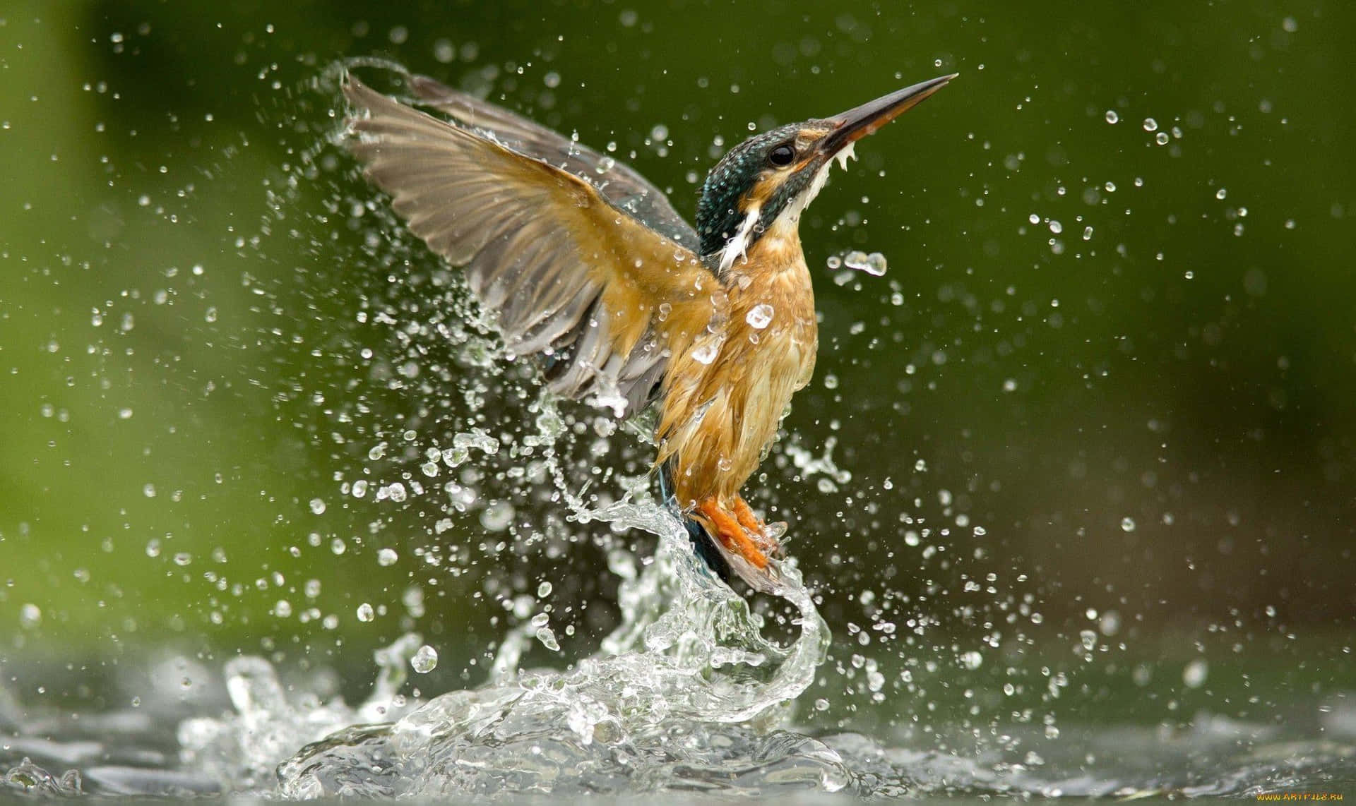 Kingfisher Dynamic Water Emergence.jpg Wallpaper