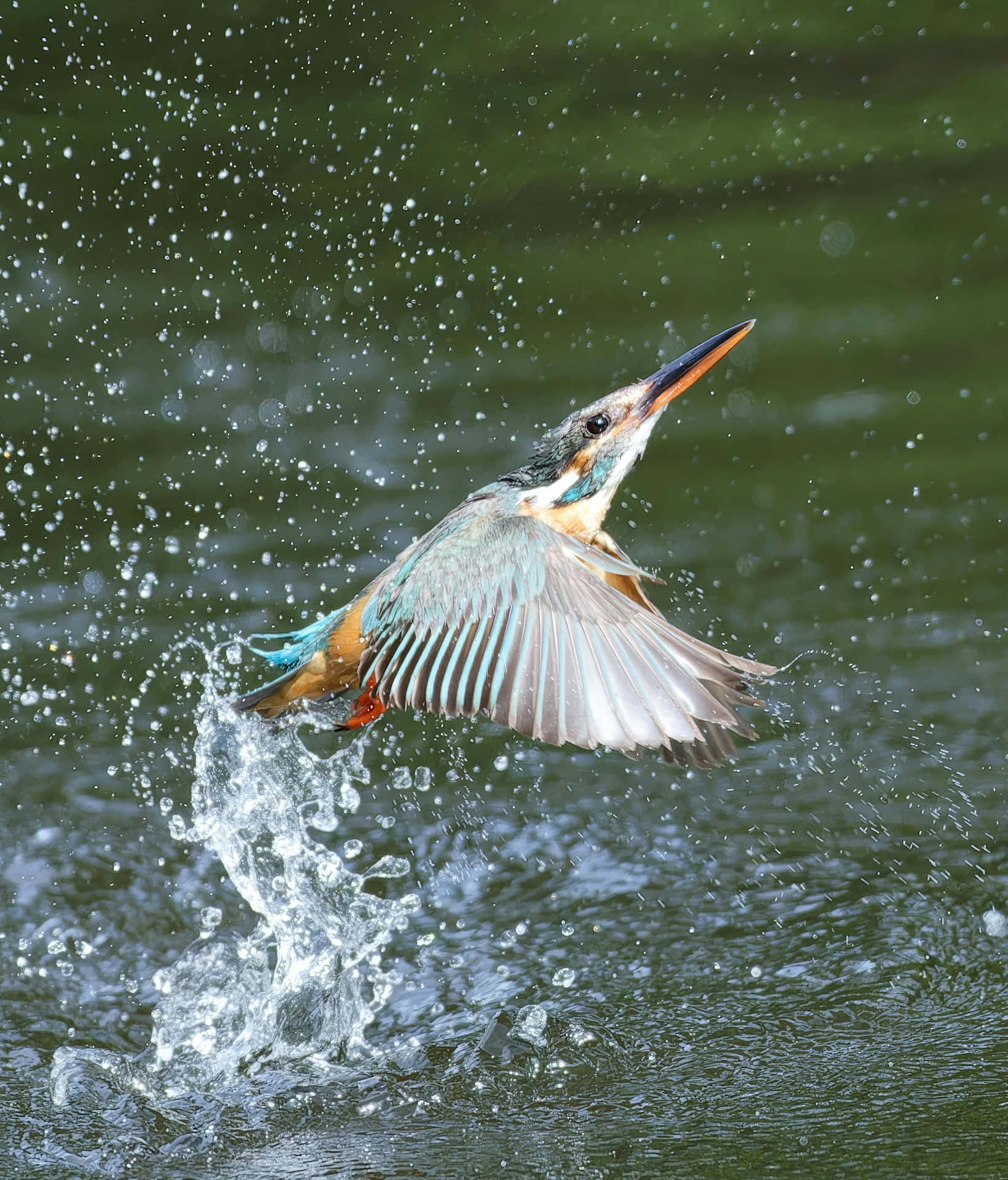 Kingfisher Emerging From Water Splash Wallpaper