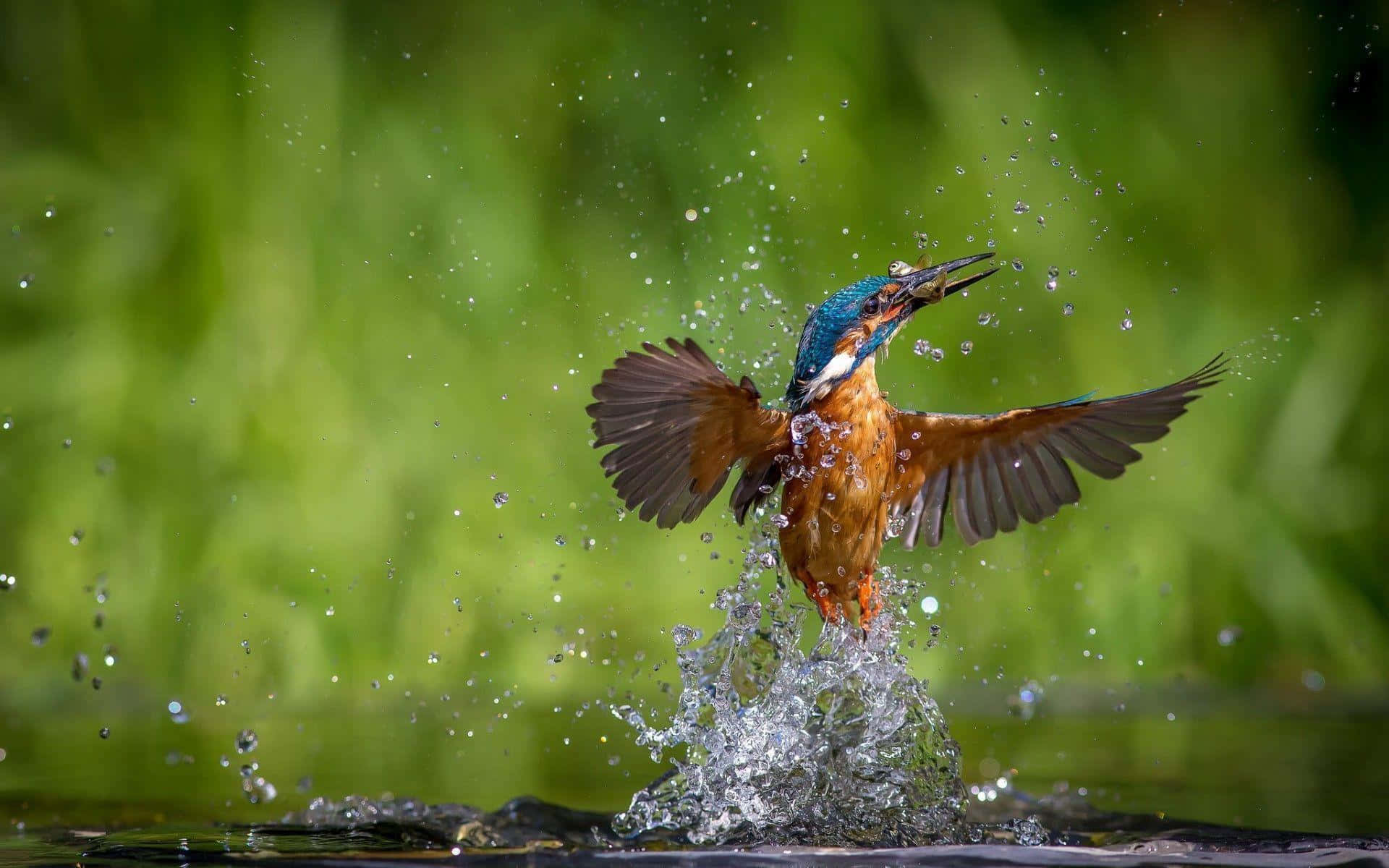Kingfisher Emerging With Catch Wallpaper