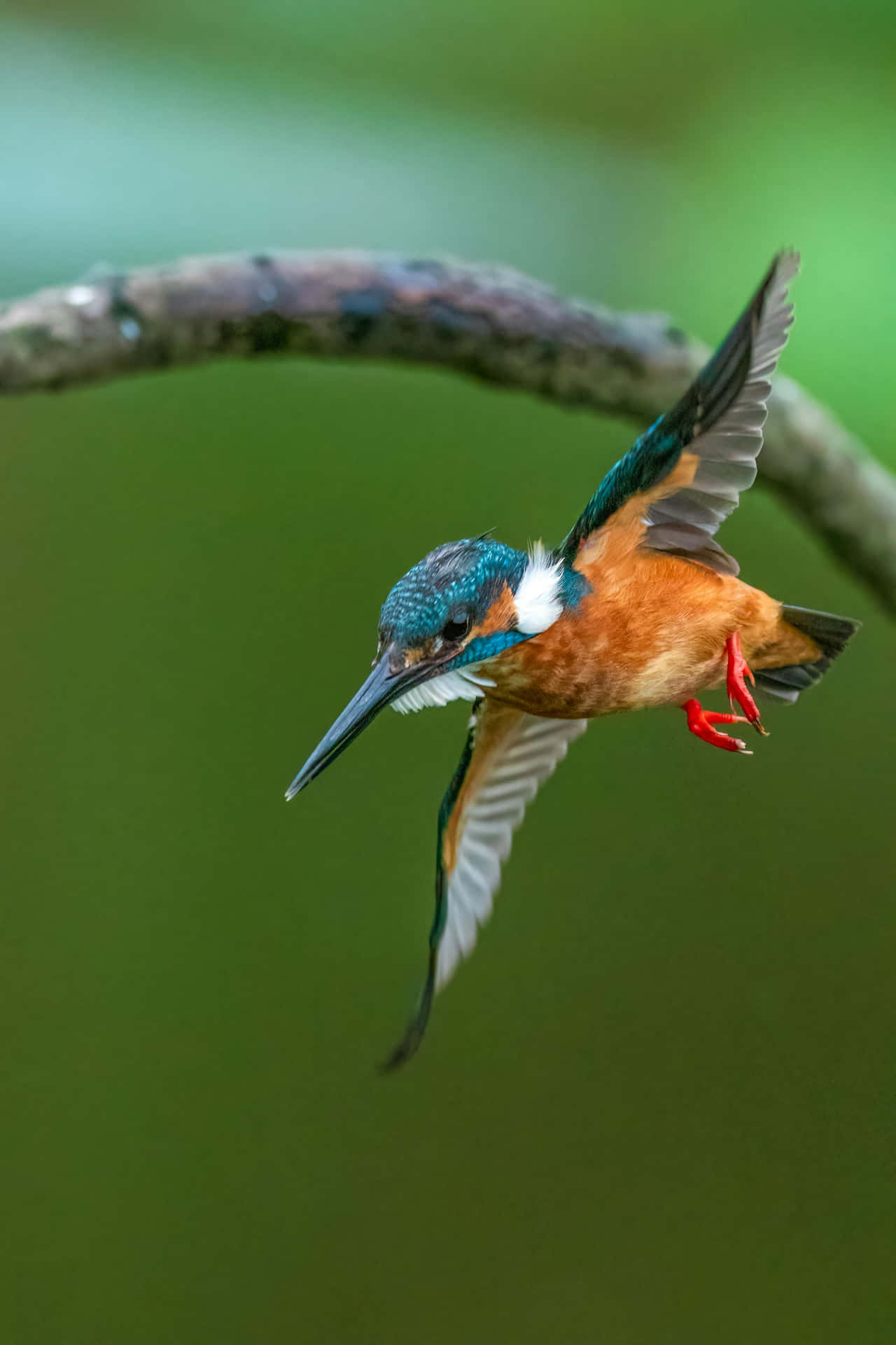 Kingfisher In Flight Diving For Prey.jpg Wallpaper