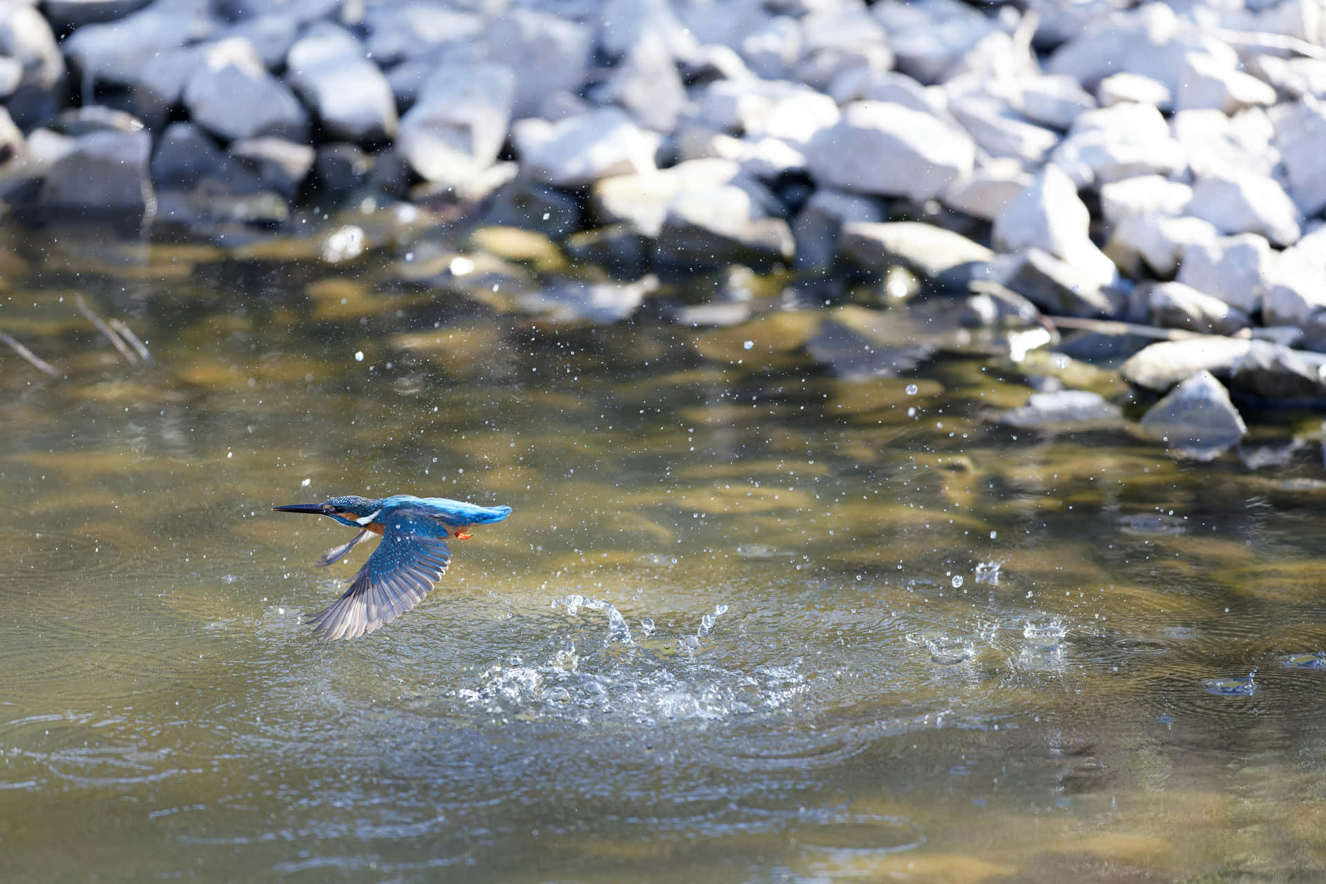 Kingfisher In Flight Over Water Wallpaper