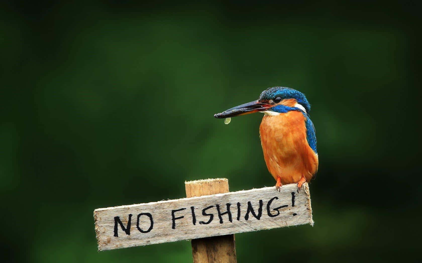 Kingfisher Irony No Fishing Sign Wallpaper