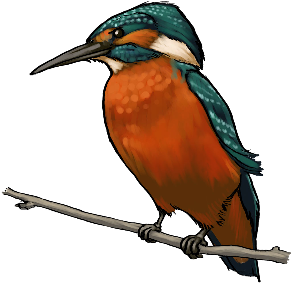 Kingfisher Perchedon Branch PNG