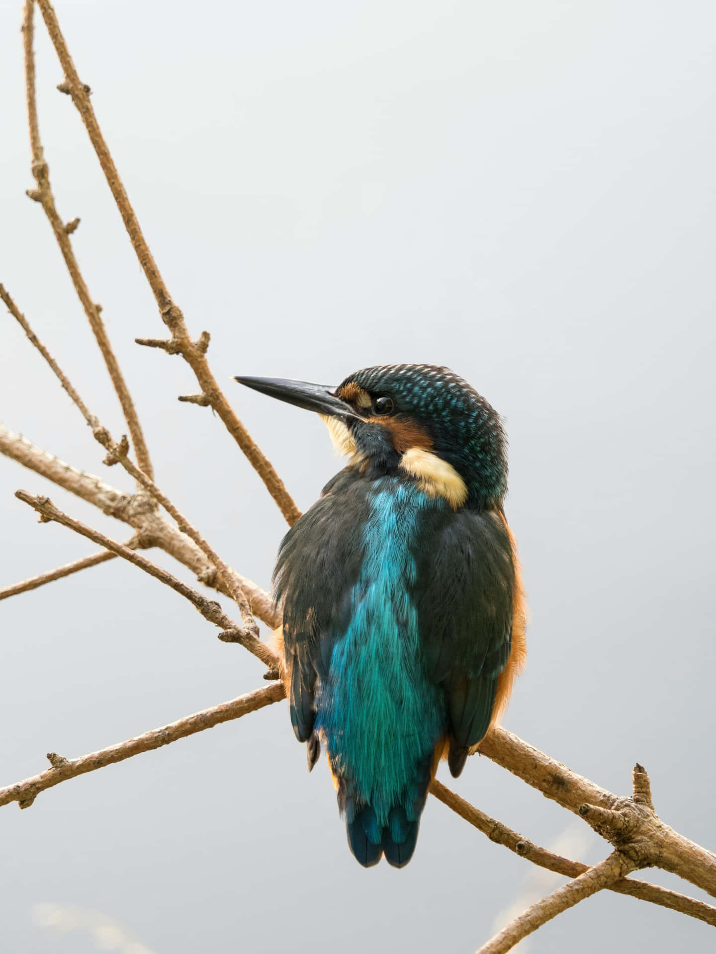 Kingfisher Perchedon Branch Wallpaper