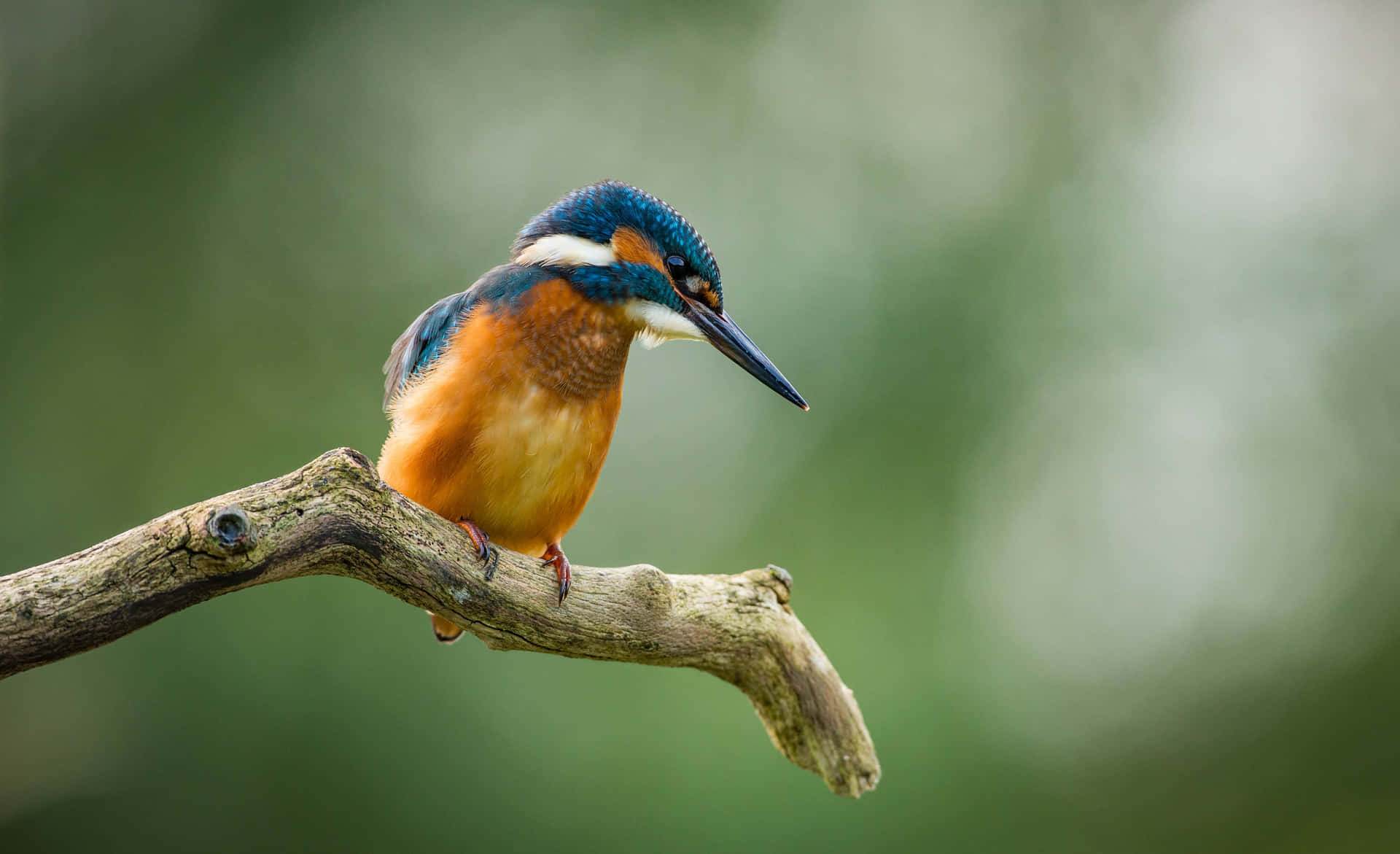 Ijsvogel Zittend Op Tak Achtergrond