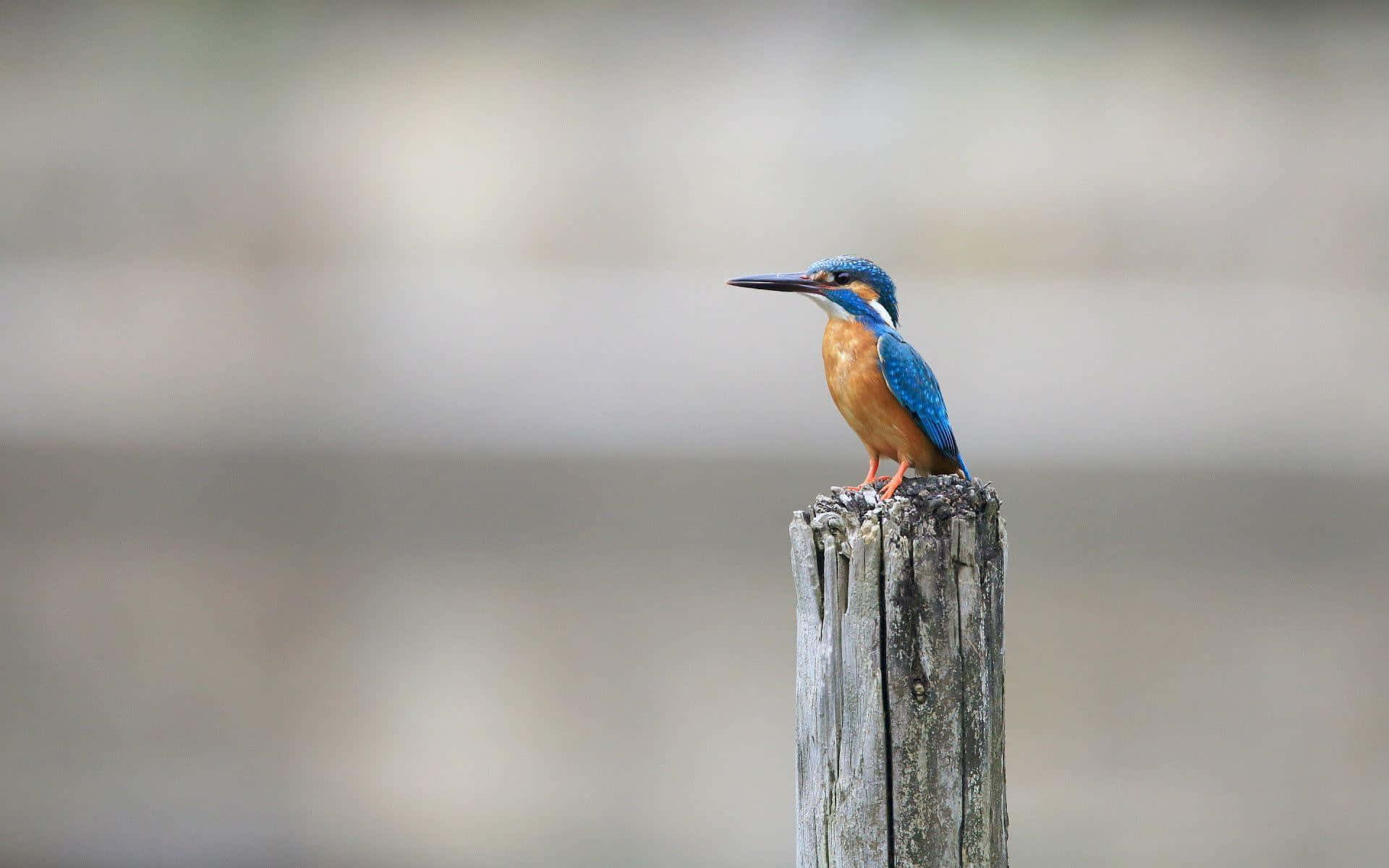 Kingfisher Perchedon Old Wooden Post Wallpaper