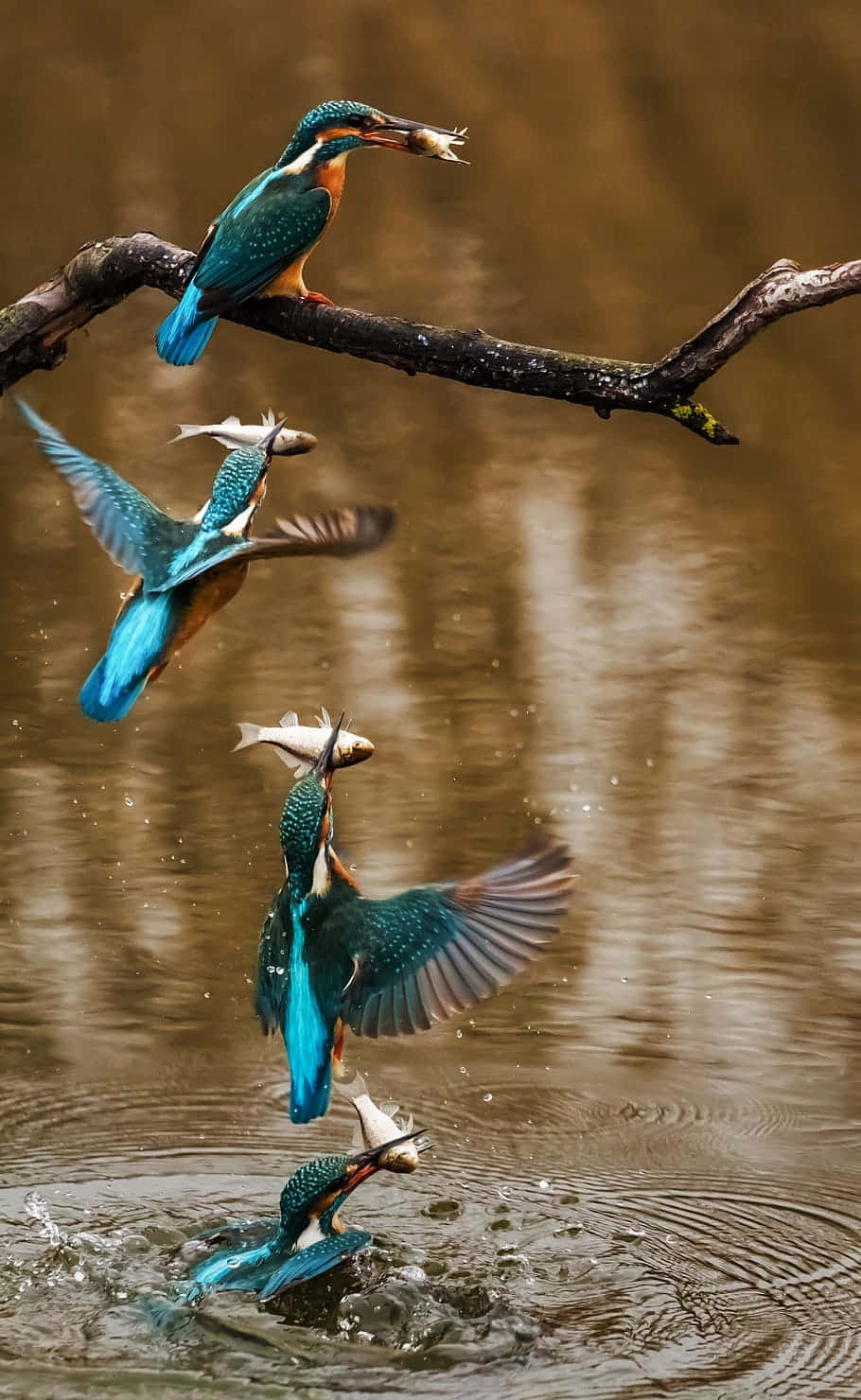 Kingfisher_ Urutan_ Menangkap_ Ikan.jpg Wallpaper