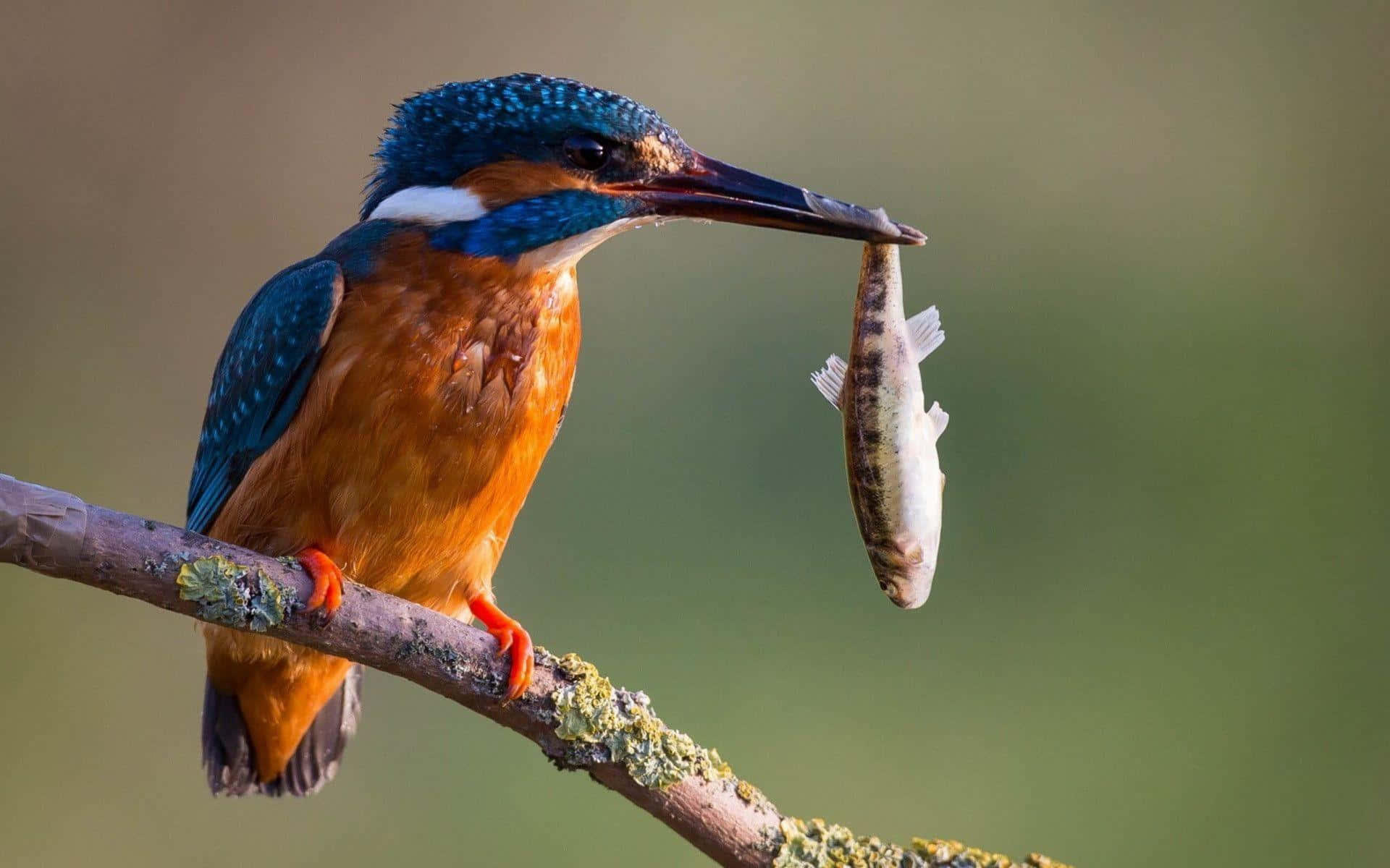 Kingfisher With Catch Wallpaper