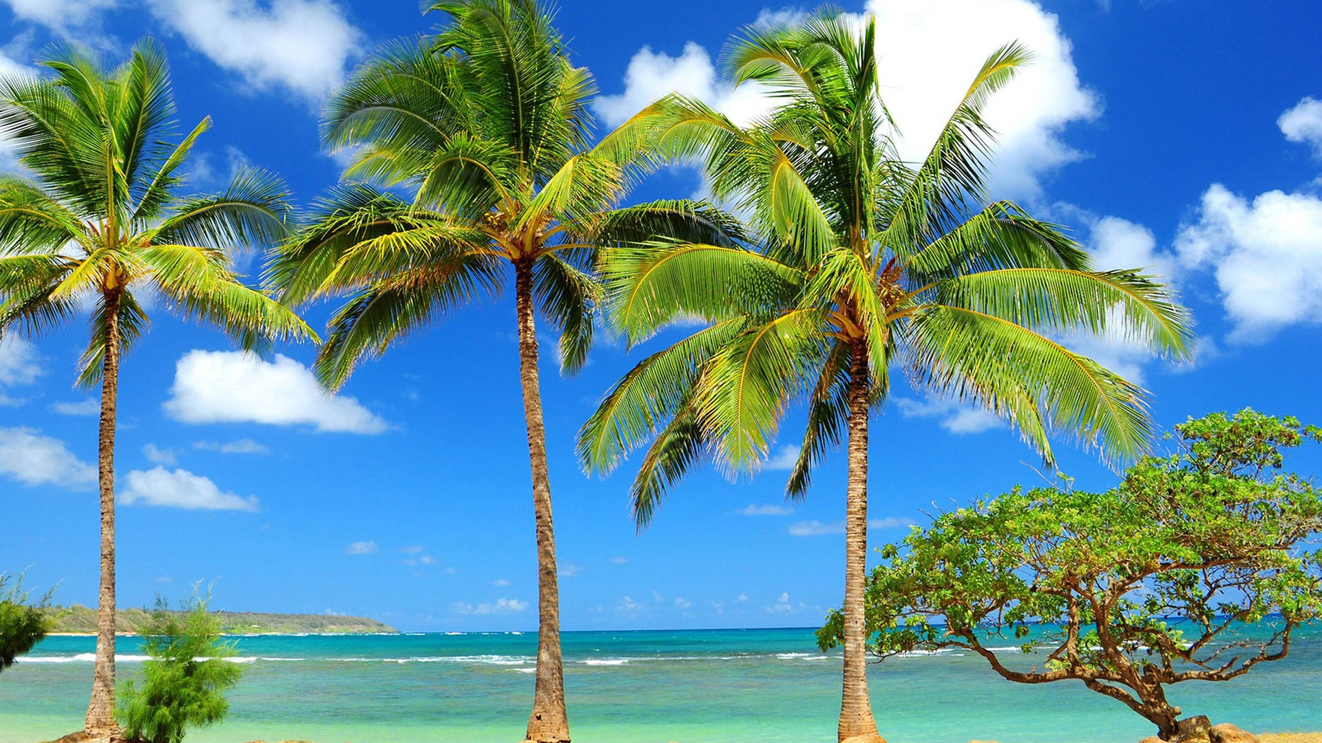 Kiribati øer Palme Træer Farverig Tapet: Et smukt og farverigt tapet med billeder af kokospalmer fra Kiribati-øerne. Wallpaper
