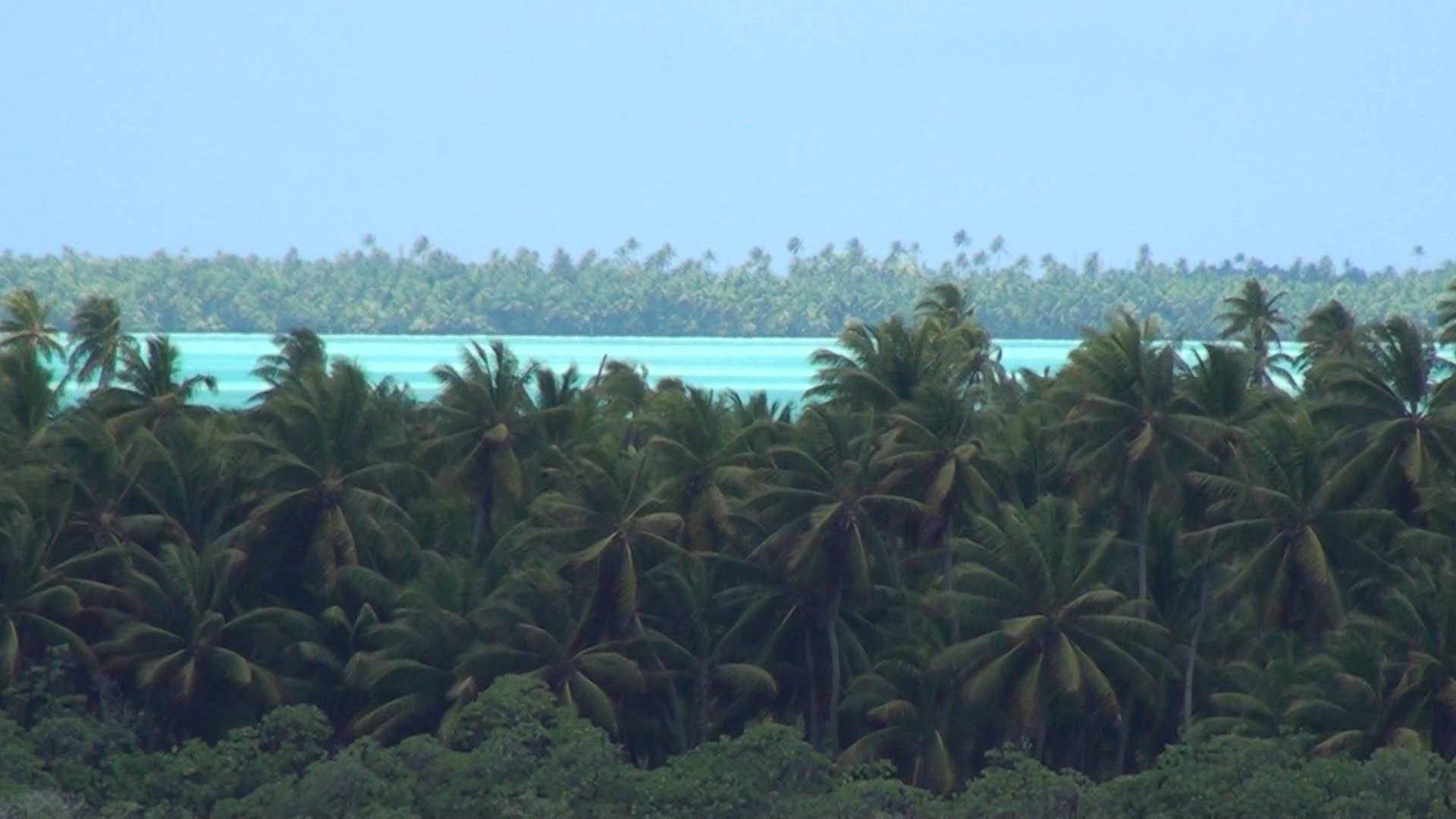 Kiribati Palm Tree Forest Wallpaper