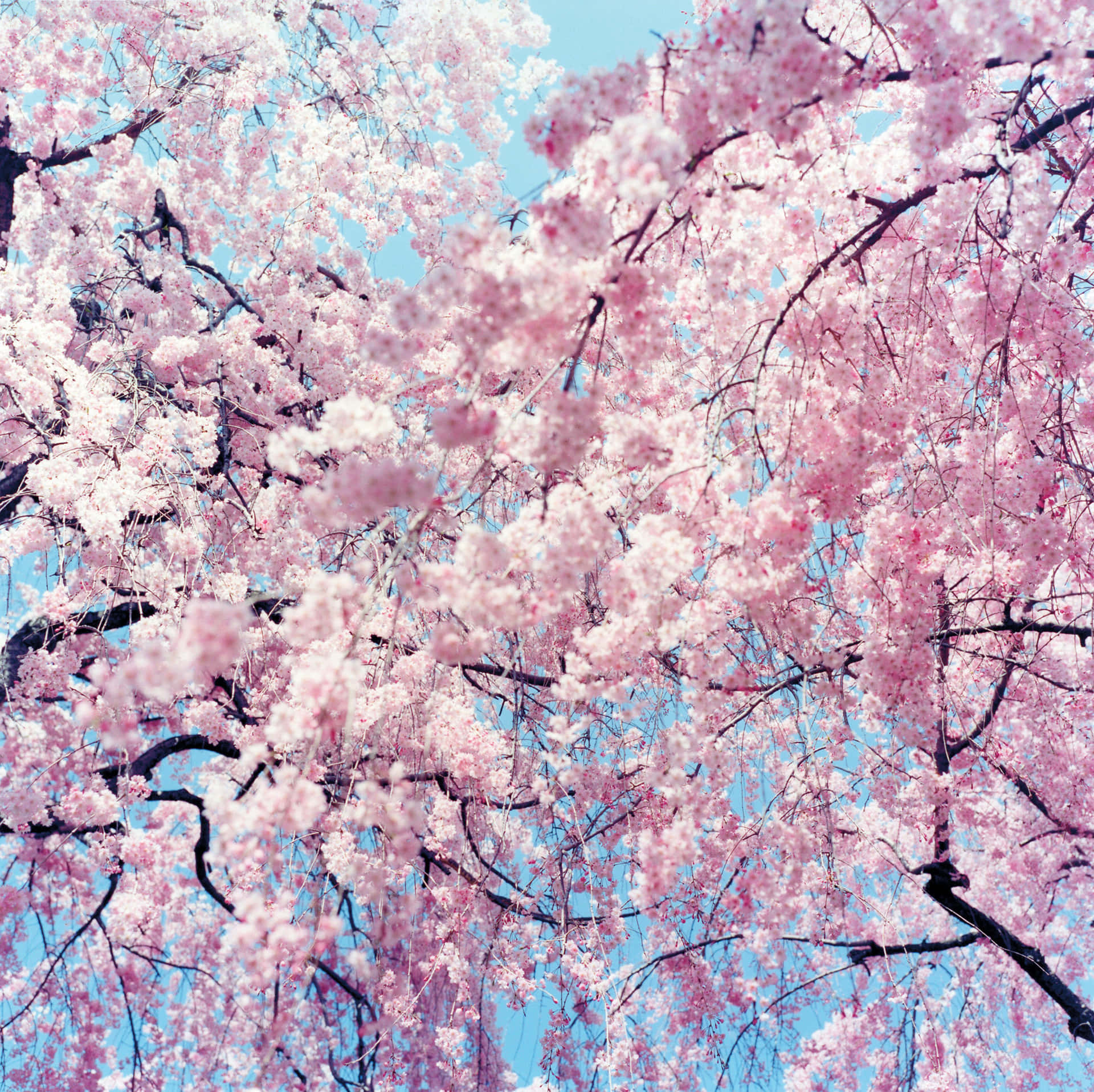 Bildvon Einem Kirschblütenbaum