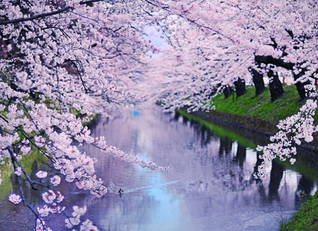 Kirschblüteim Flussbild