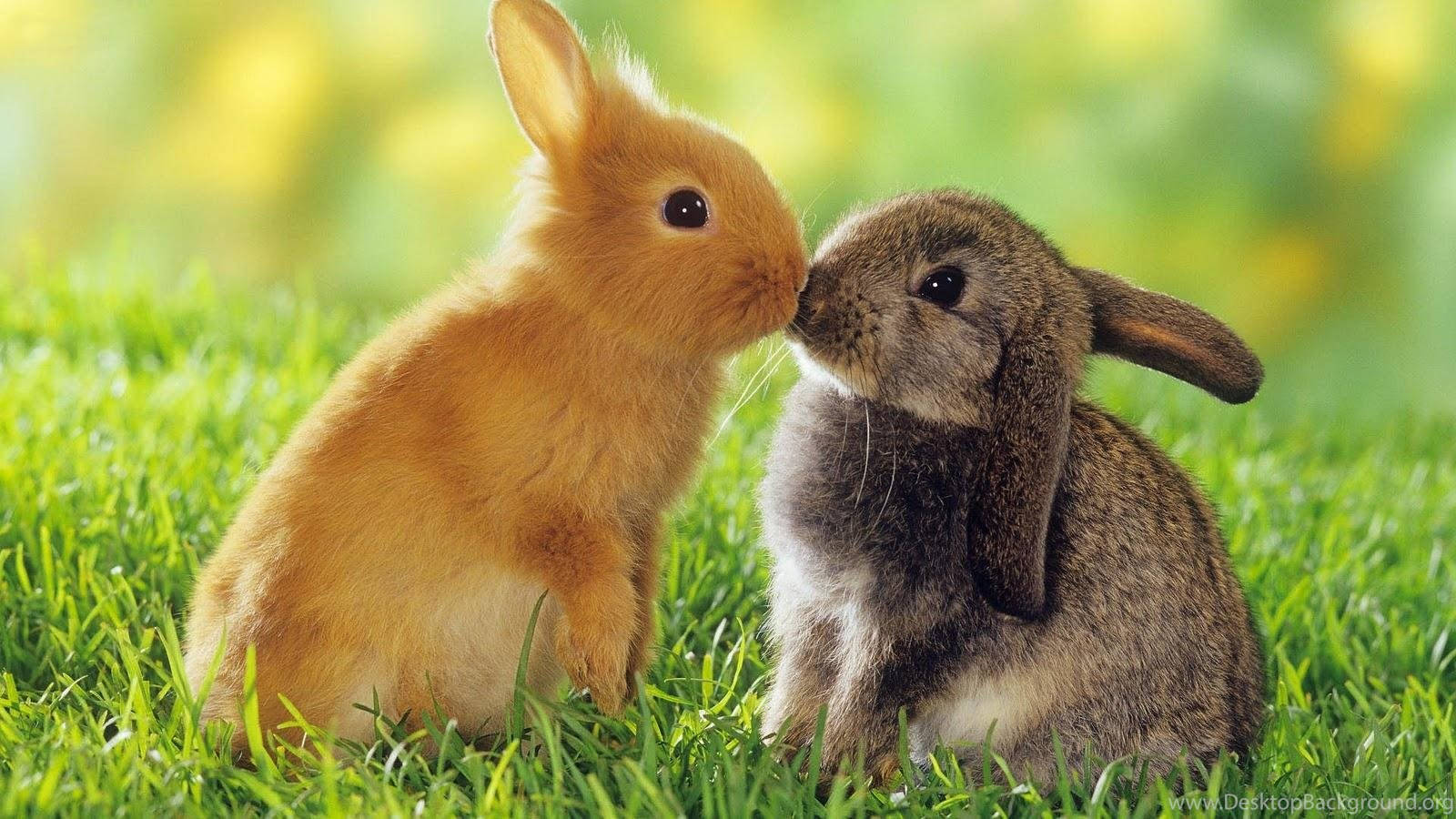 Kissing Couple Rabbit Wallpaper