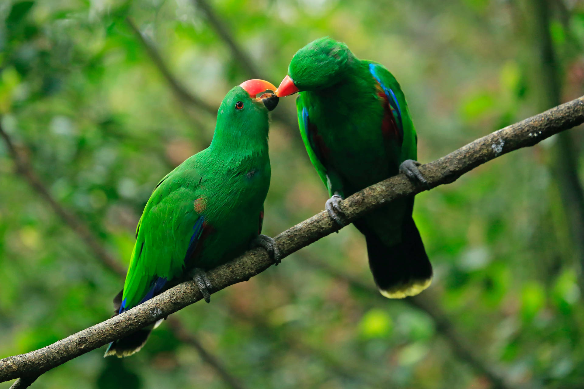 Download Kissing Green Parrot Hd Wallpaper 
