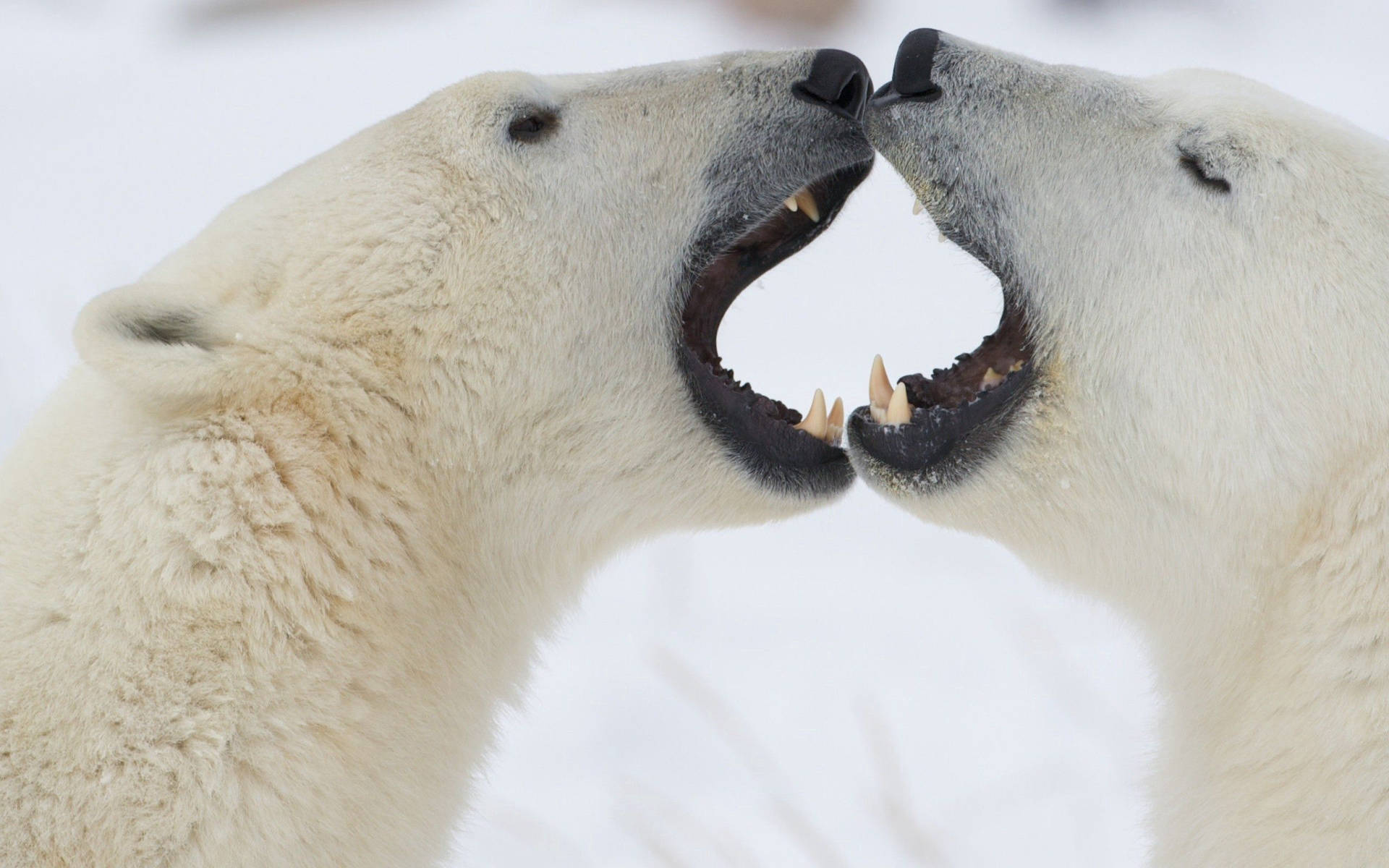 Kissing Polar Bears