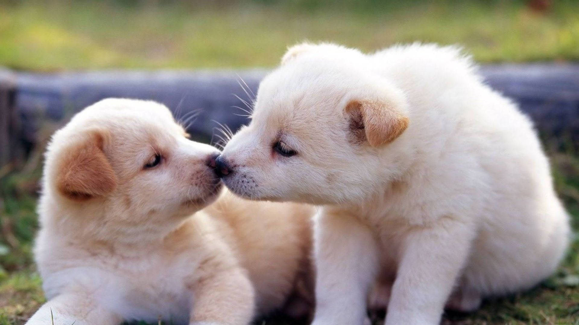 Kissing Puppies Wallpaper