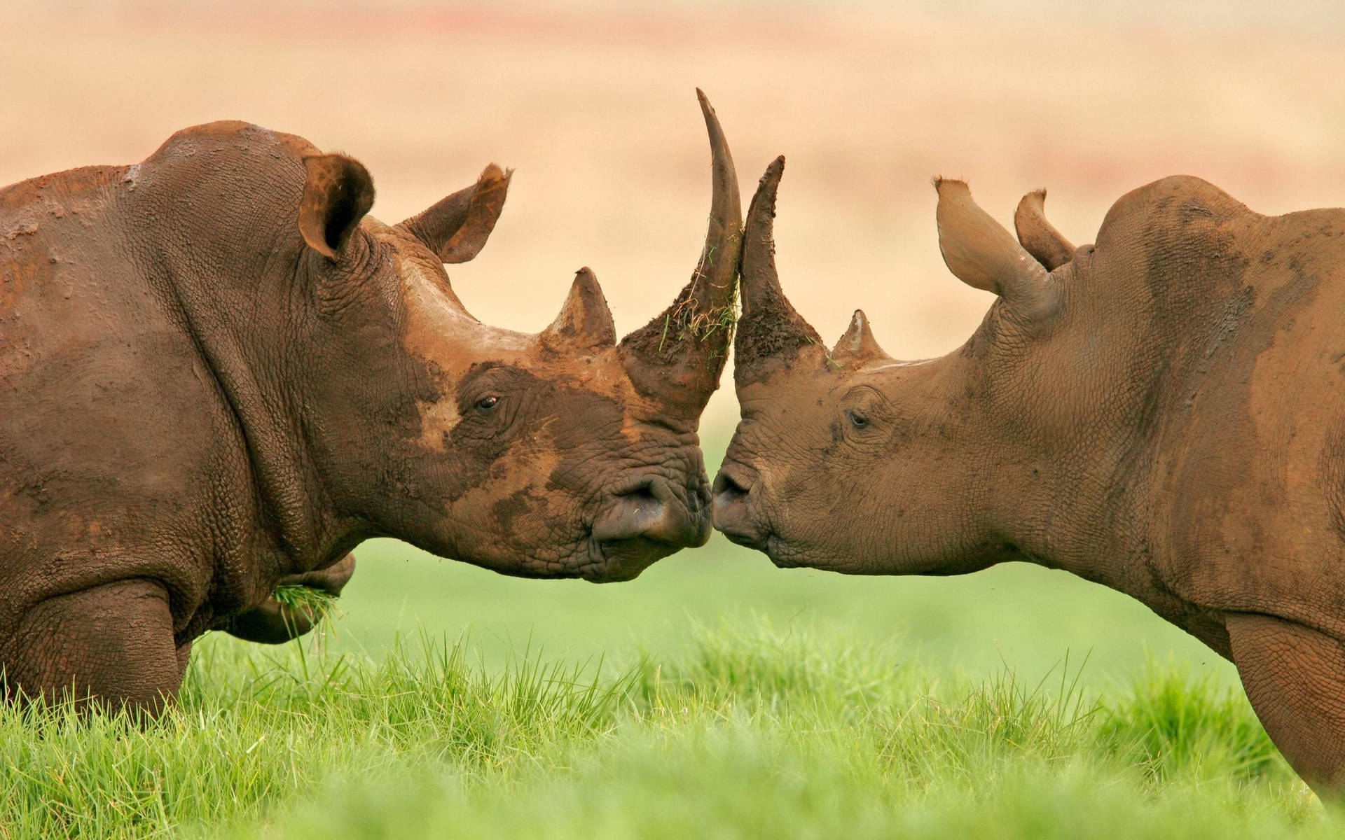 Kissing Rhinoceros Wallpaper
