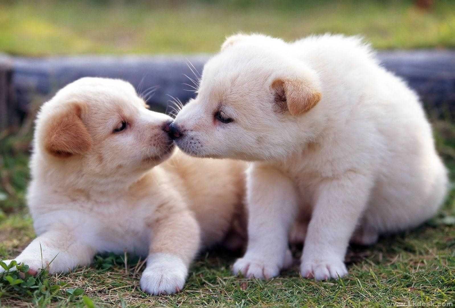 Kissing White Puppies