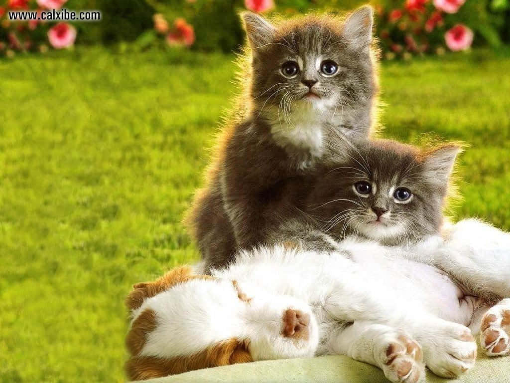 Two adorable companions: a kitten and puppy! Wallpaper