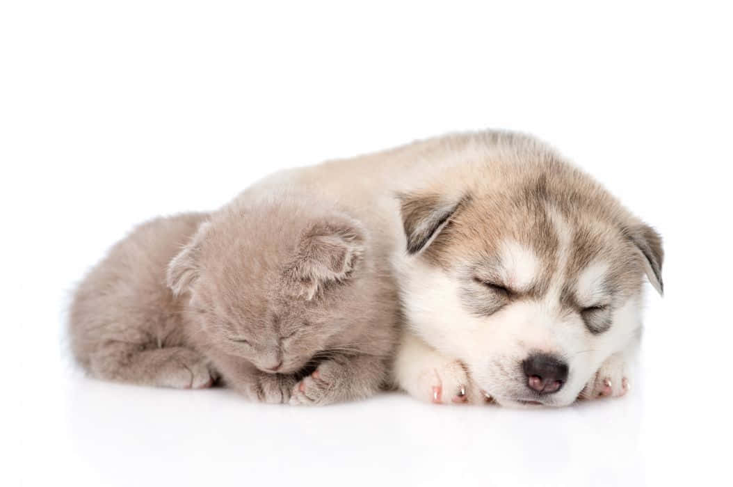 Awww! Best Friends Forever -Kitten and Puppy Wallpaper