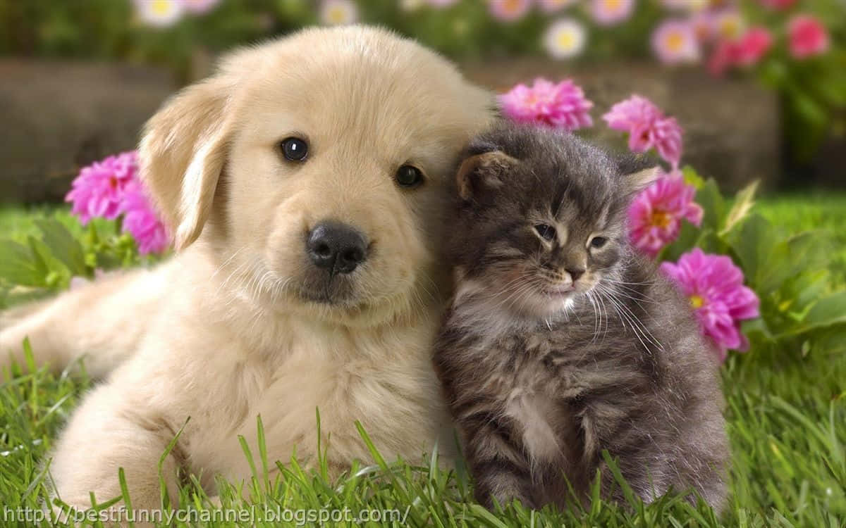 Unapareja Perfecta: Un Gatito Y Un Cachorro Disfrutan De Algunos Mimos. Fondo de pantalla