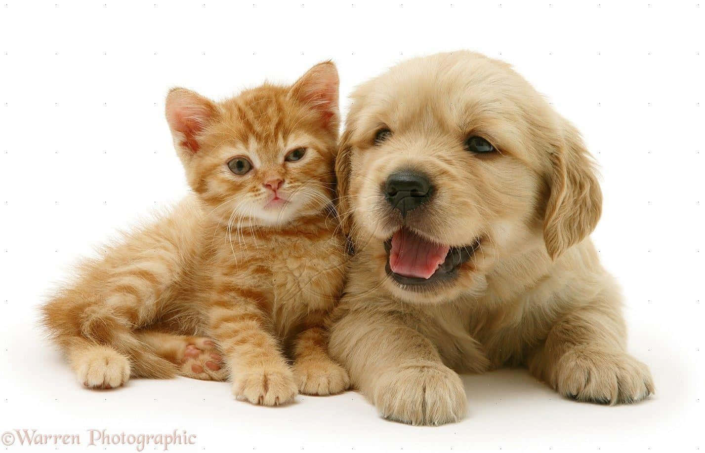 A cute tickle fight between a kitten and a puppy Wallpaper