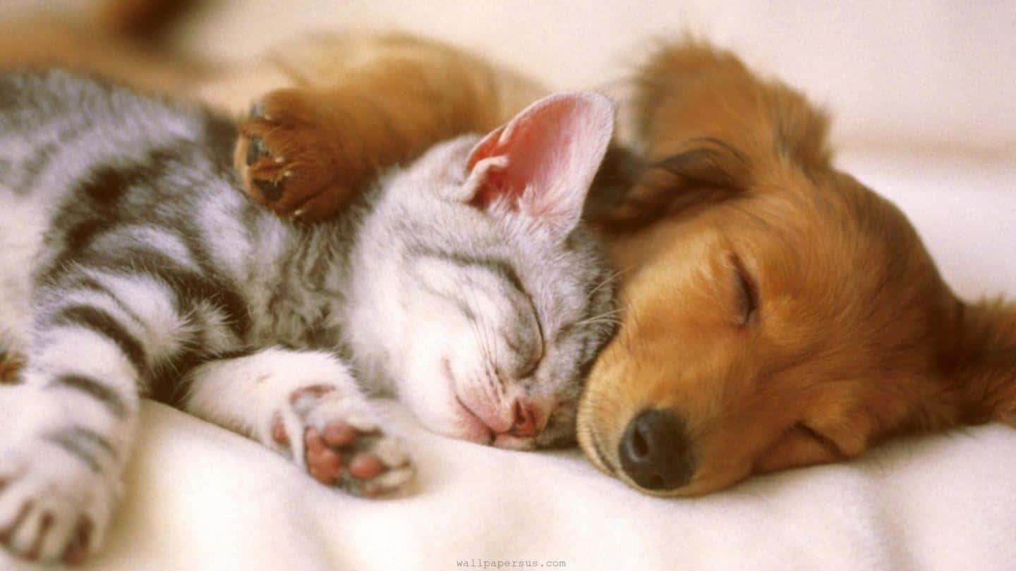 Cute Kitten and Puppy Playtime Wallpaper