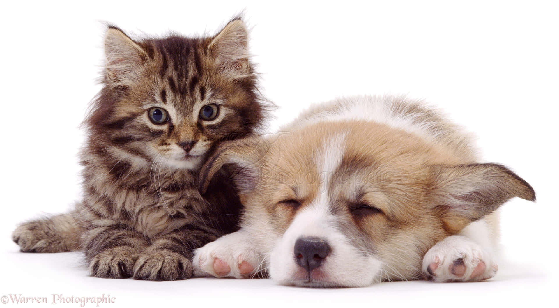 A sweet moment shared between a cuddly kitten and playful puppy Wallpaper