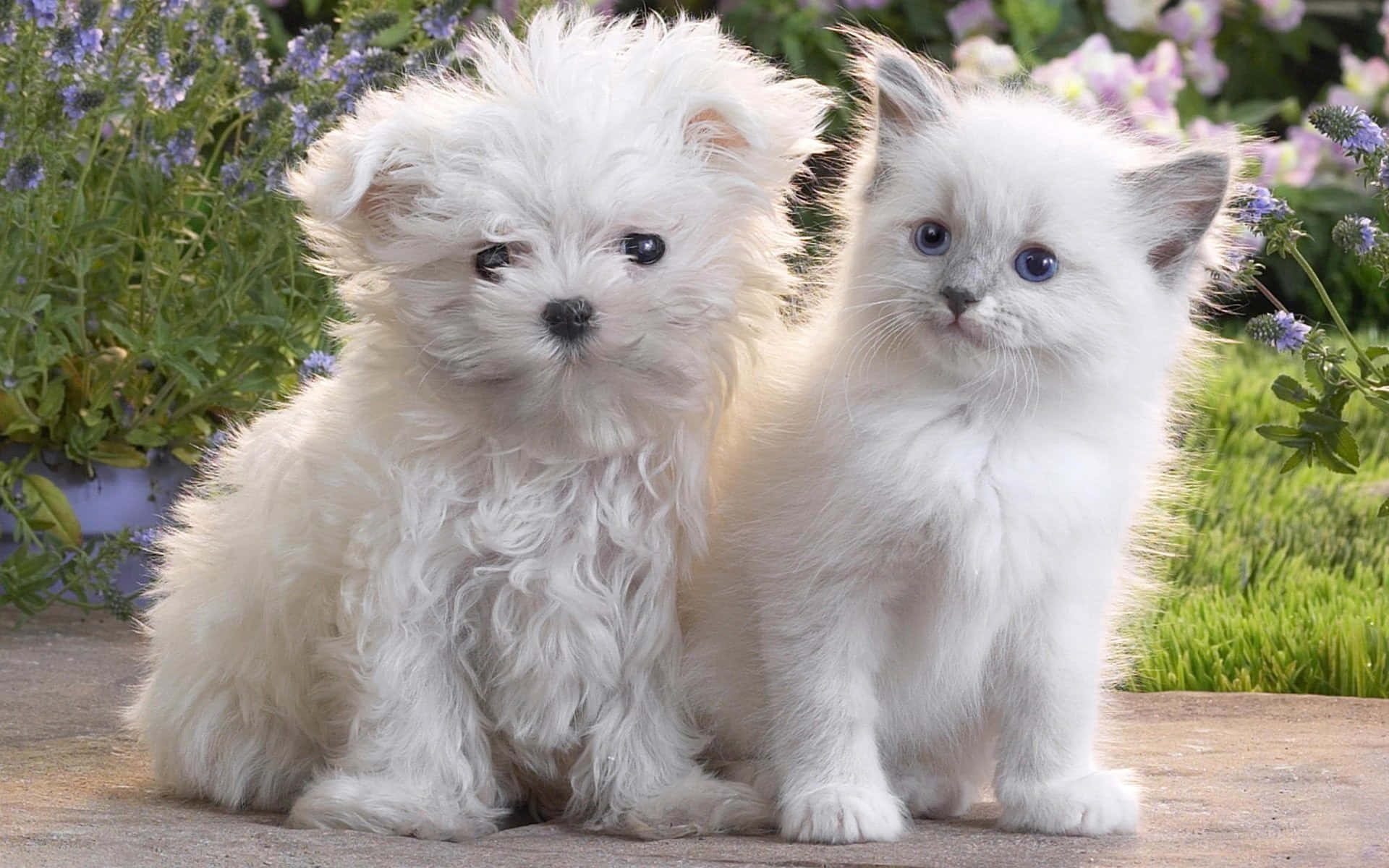 A fluffy kitten and cuddly puppy cuddle together in a sunny meadow. Wallpaper