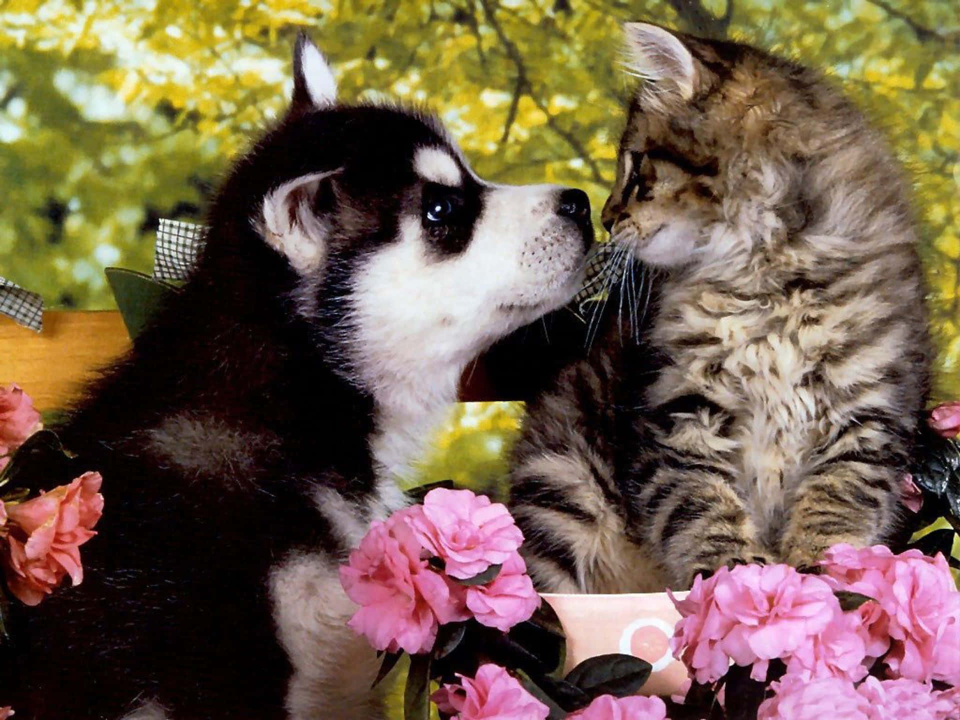Zweijunge Tiere Kuscheln Liebevoll Miteinander. Wallpaper