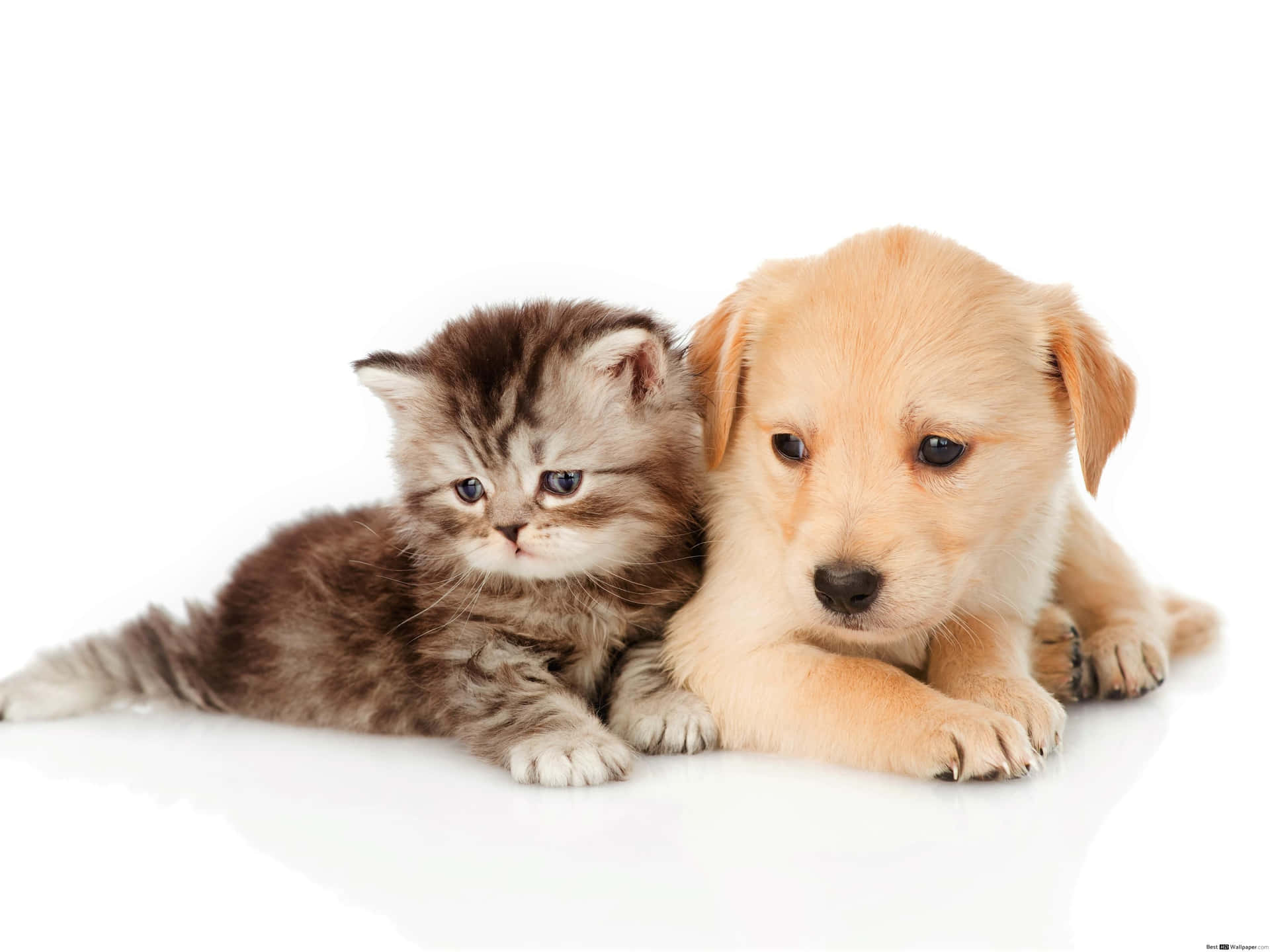 A Puppy And Kitten Sitting Together On A White Background Wallpaper
