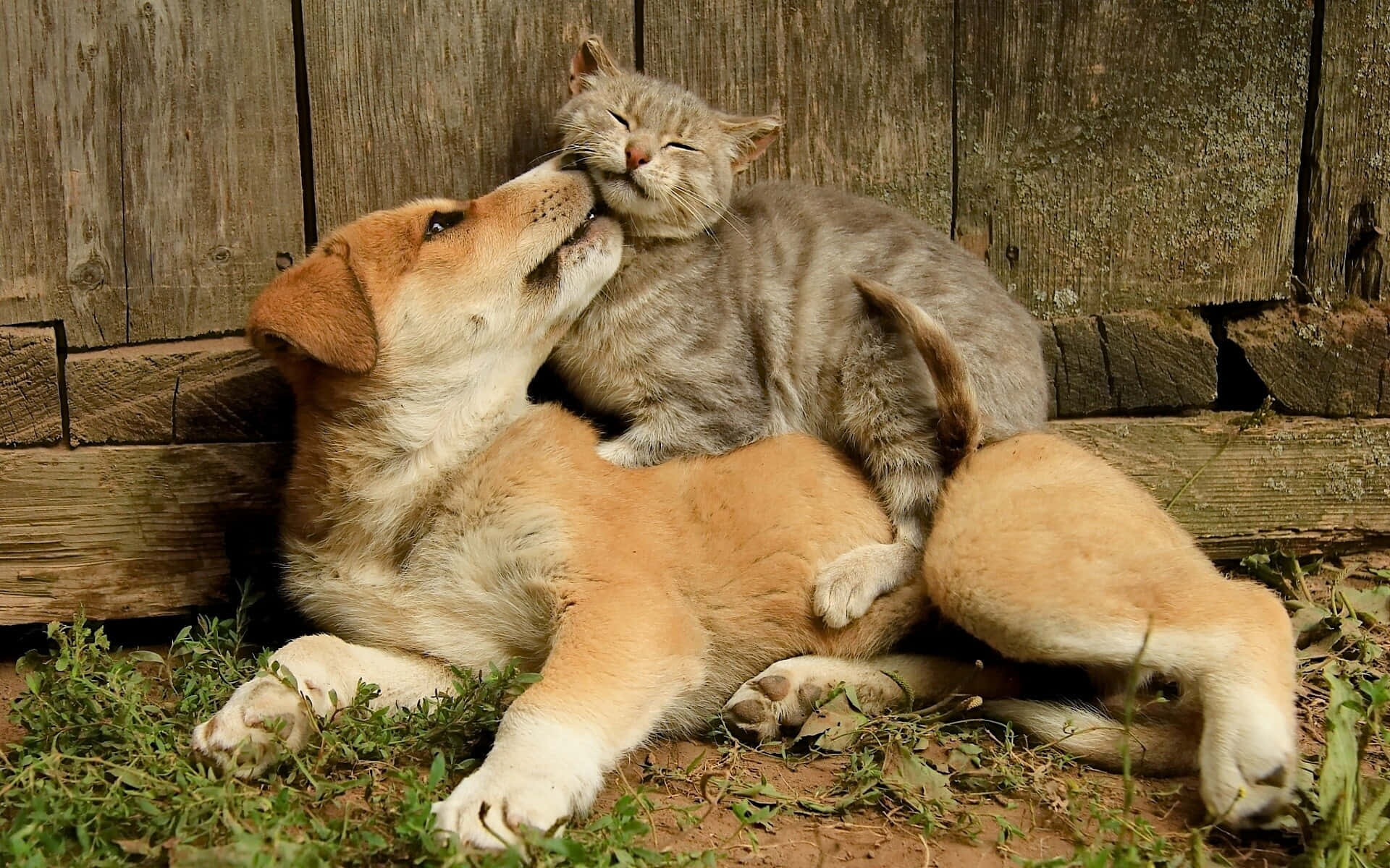 Abraçosem Abundância: Gatinho E Cachorrinho Dividindo Uma Soneca. Papel de Parede