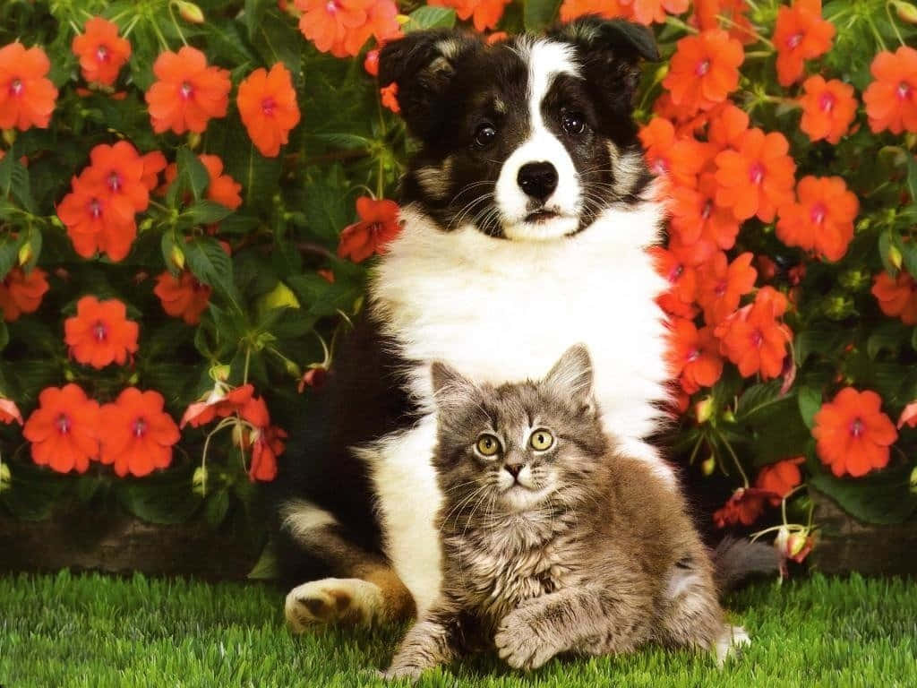 Doismelhores Amigos Adoráveis ​​- Gatinho E Cachorrinho Papel de Parede