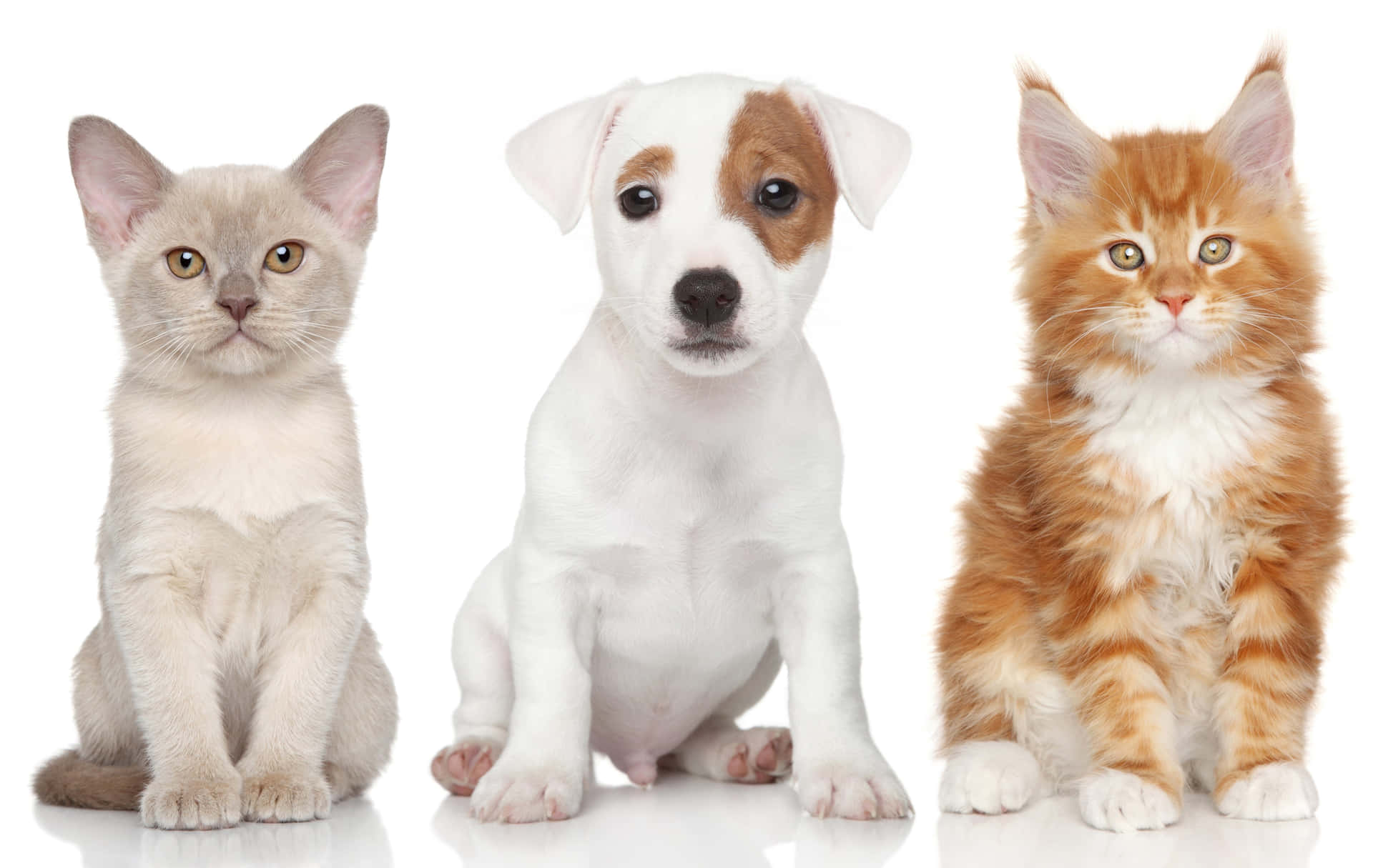 Three Cats And Dogs Standing In Front Of A White Background Wallpaper