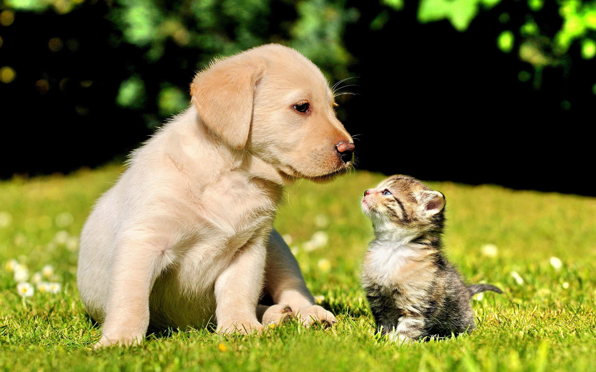 A beautiful moment between a kitten and puppy. Wallpaper