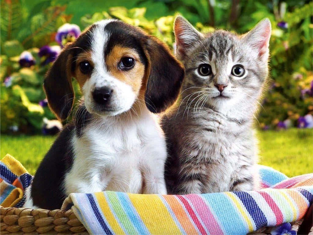 An Adorable Kitten and Puppy Snuggling Wallpaper