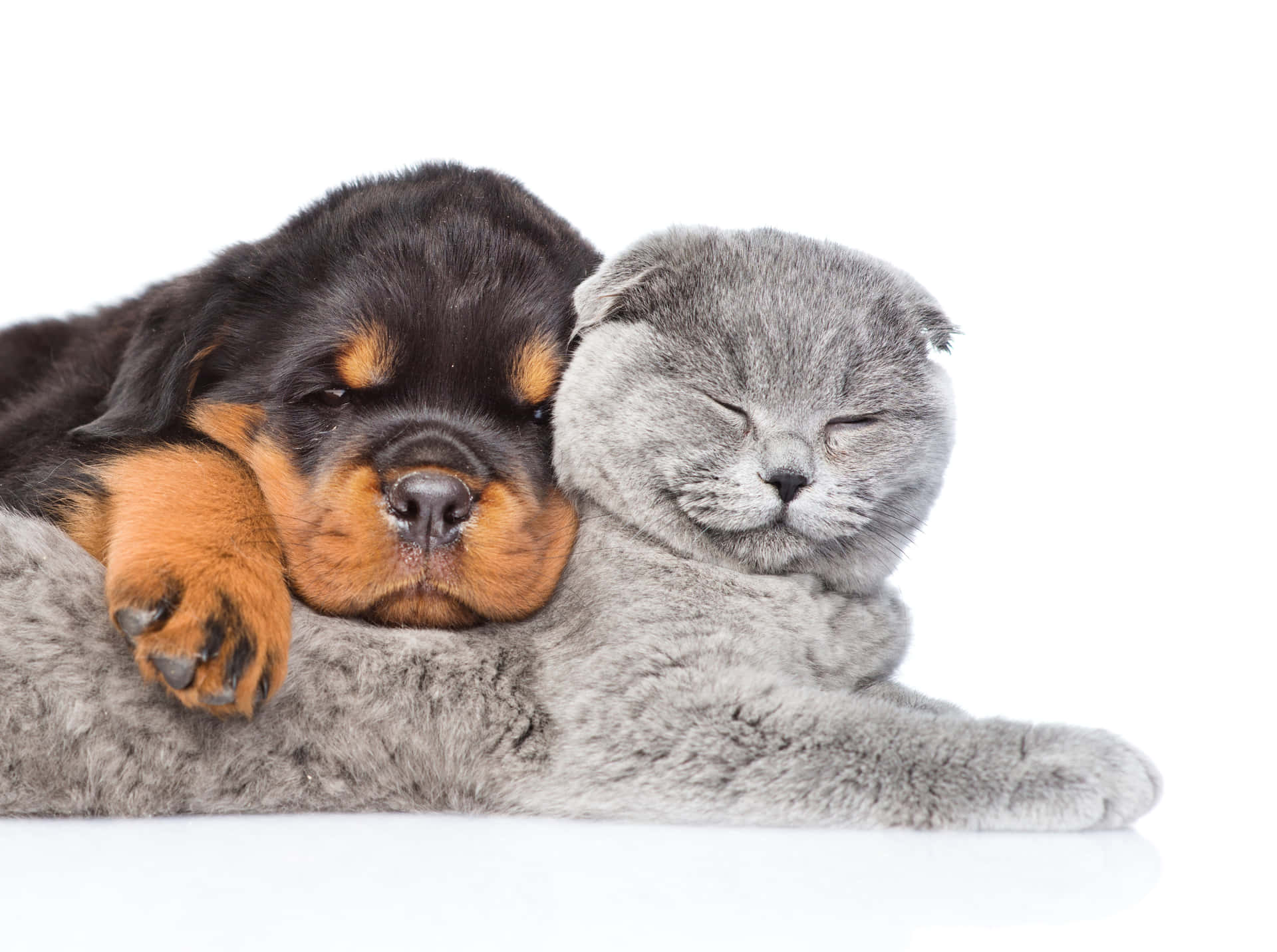 “To af de bedste venner nogensinde: En killing og en hund” Wallpaper