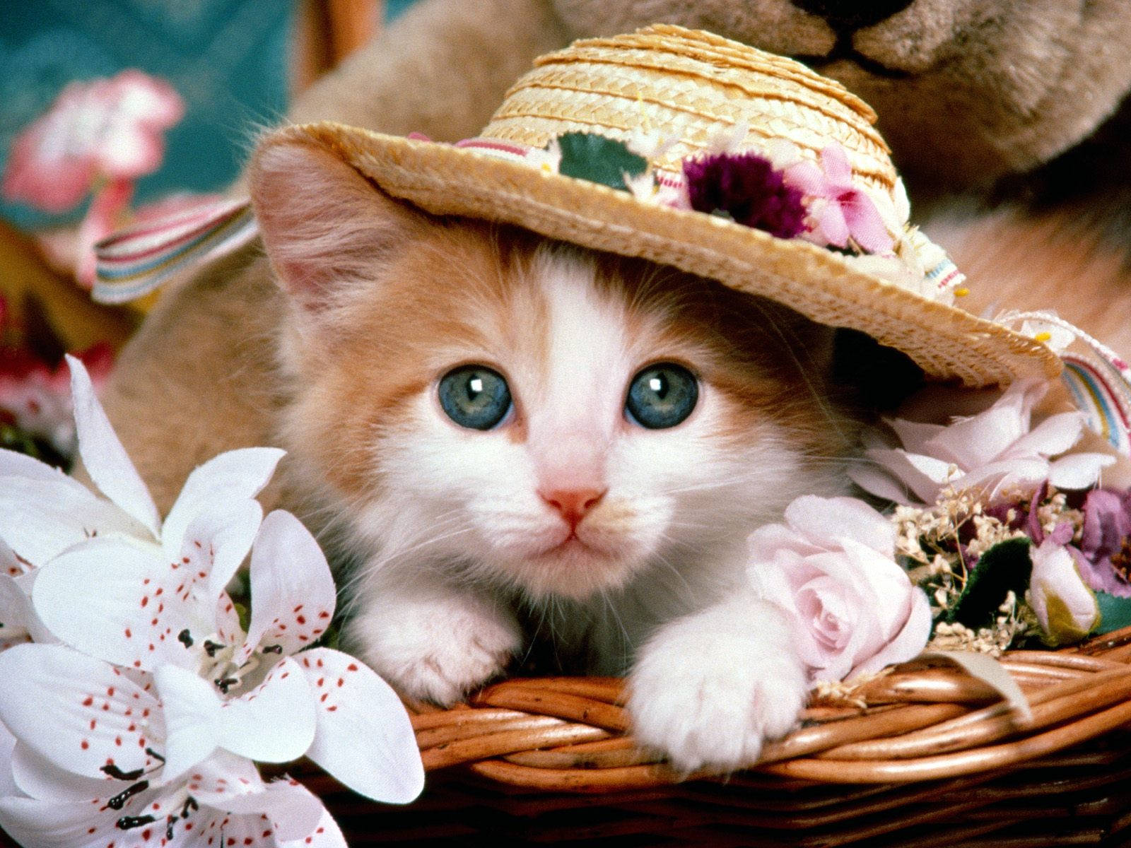 Kitten Animal With Cute Hat Wallpaper